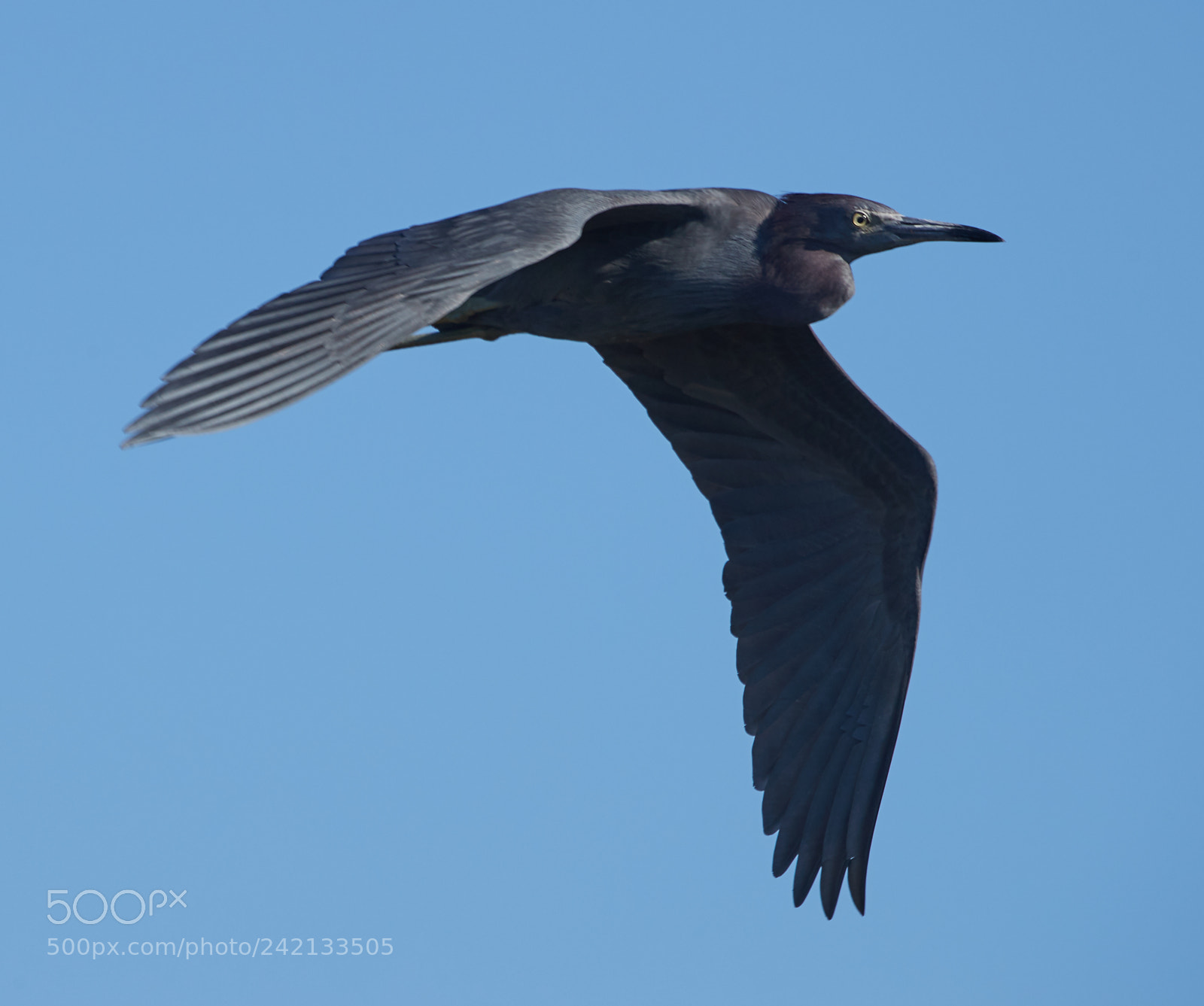 Canon EOS-1D X Mark II sample photo. 01-11-18-8861.jpg photography