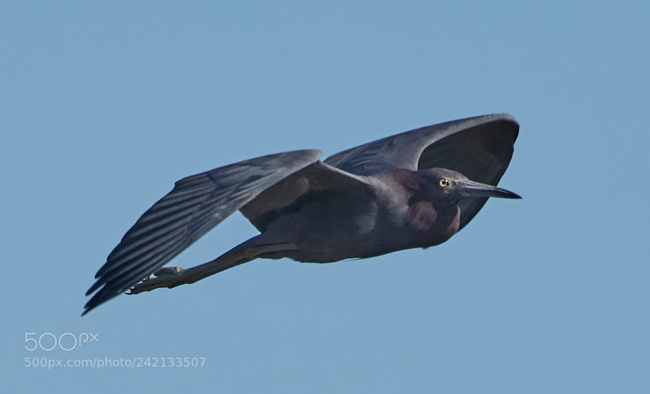 Canon EOS-1D X Mark II sample photo. 01-11-18-8858.jpg photography
