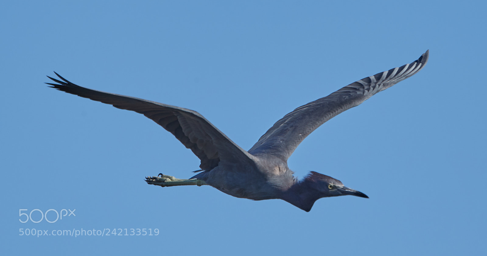 Canon EOS-1D X Mark II sample photo. 01-11-18-8863.jpg photography