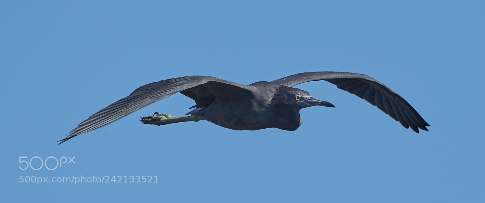 Canon EOS-1D X Mark II sample photo. 01-11-18-8864.jpg photography