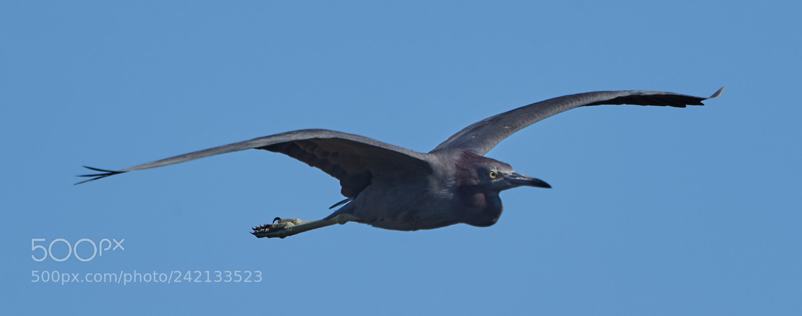 Canon EOS-1D X Mark II sample photo. 01-11-18-8865.jpg photography