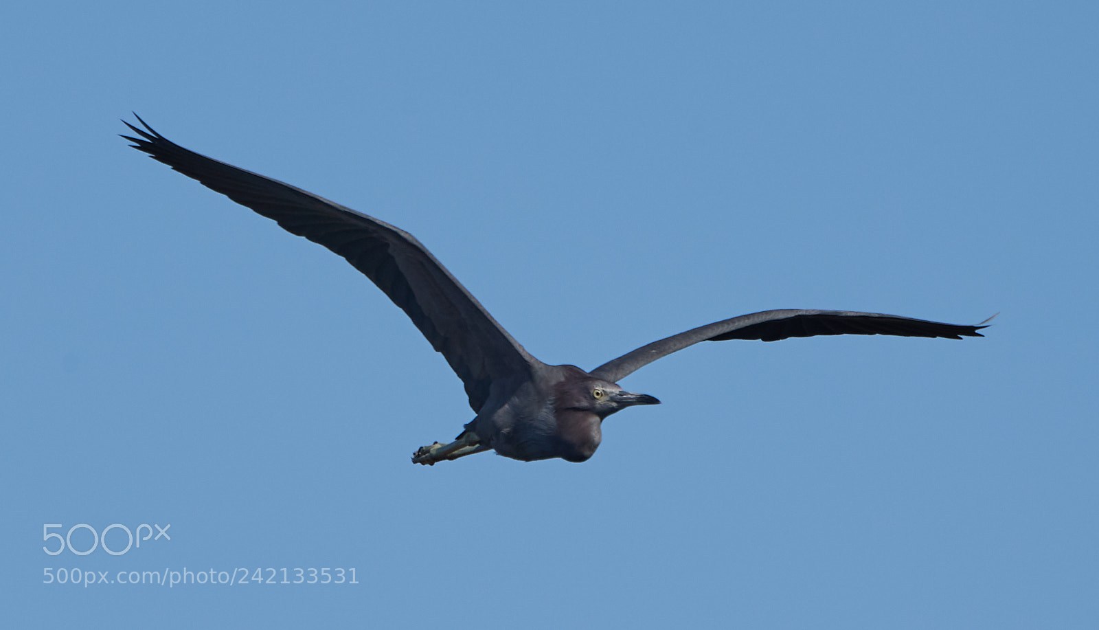 Canon EOS-1D X Mark II sample photo. 01-11-18-8867.jpg photography