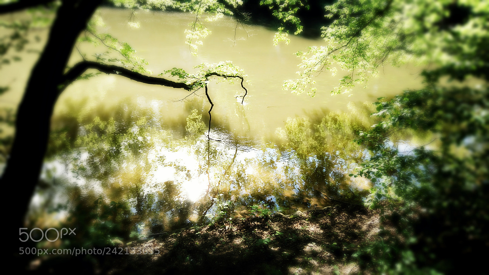 Sony Xperia XZ sample photo. In a dream of photography
