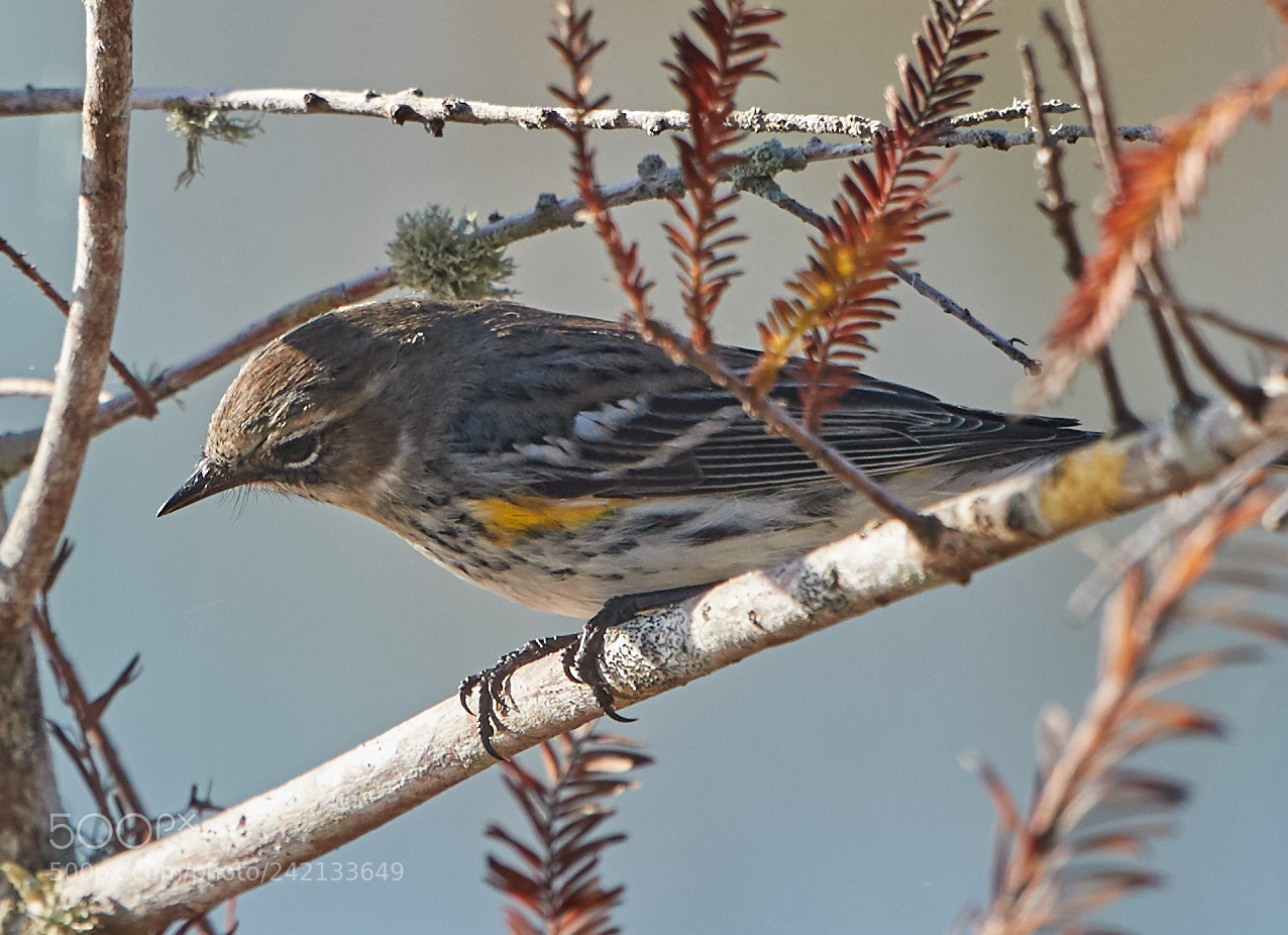 Canon EOS-1D X Mark II sample photo. 01-11-18-8887.jpg photography