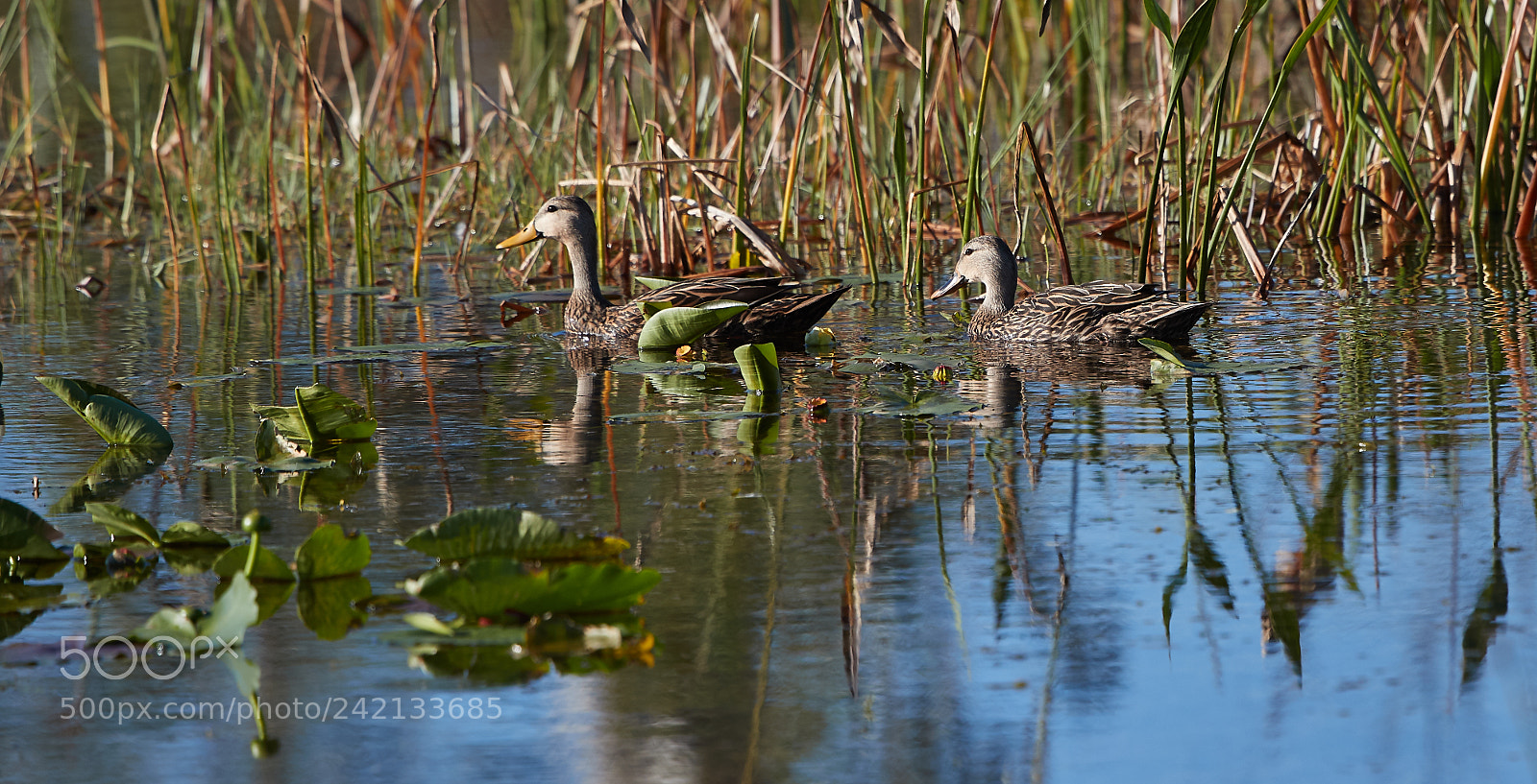 Canon EOS-1D X Mark II sample photo. 01-11-18-8895.jpg photography