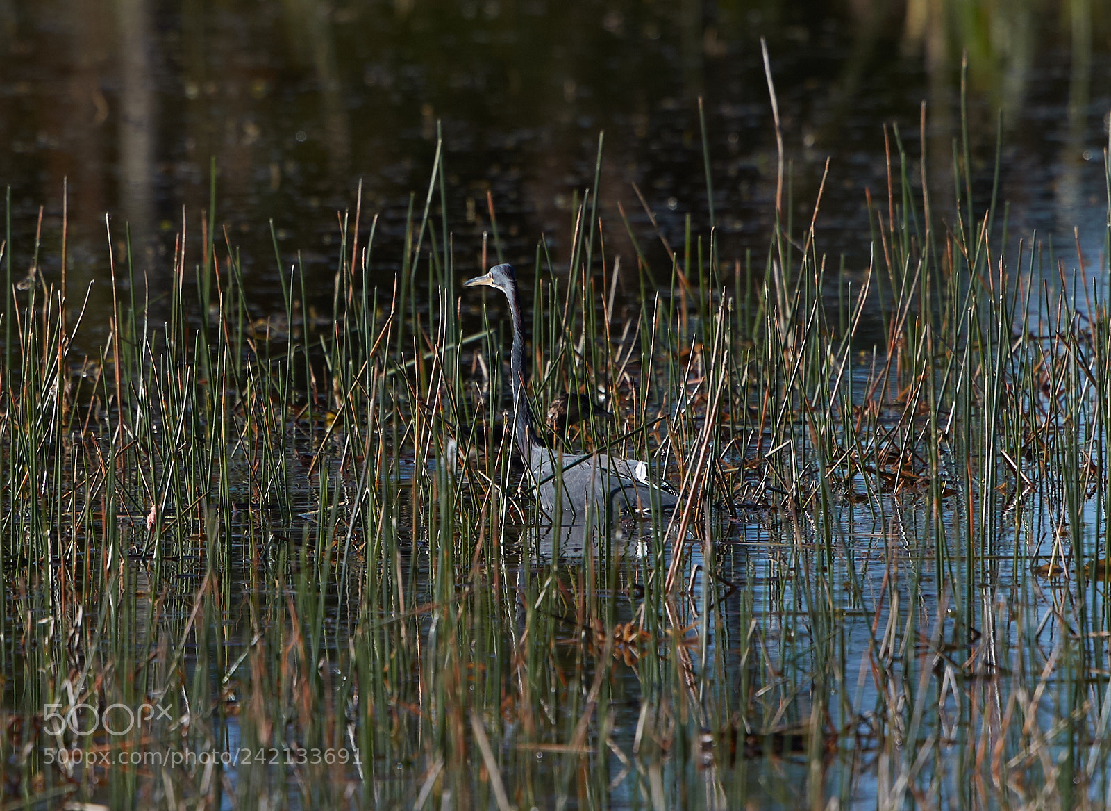 Canon EOS-1D X Mark II sample photo. 01-11-18-8902.jpg photography