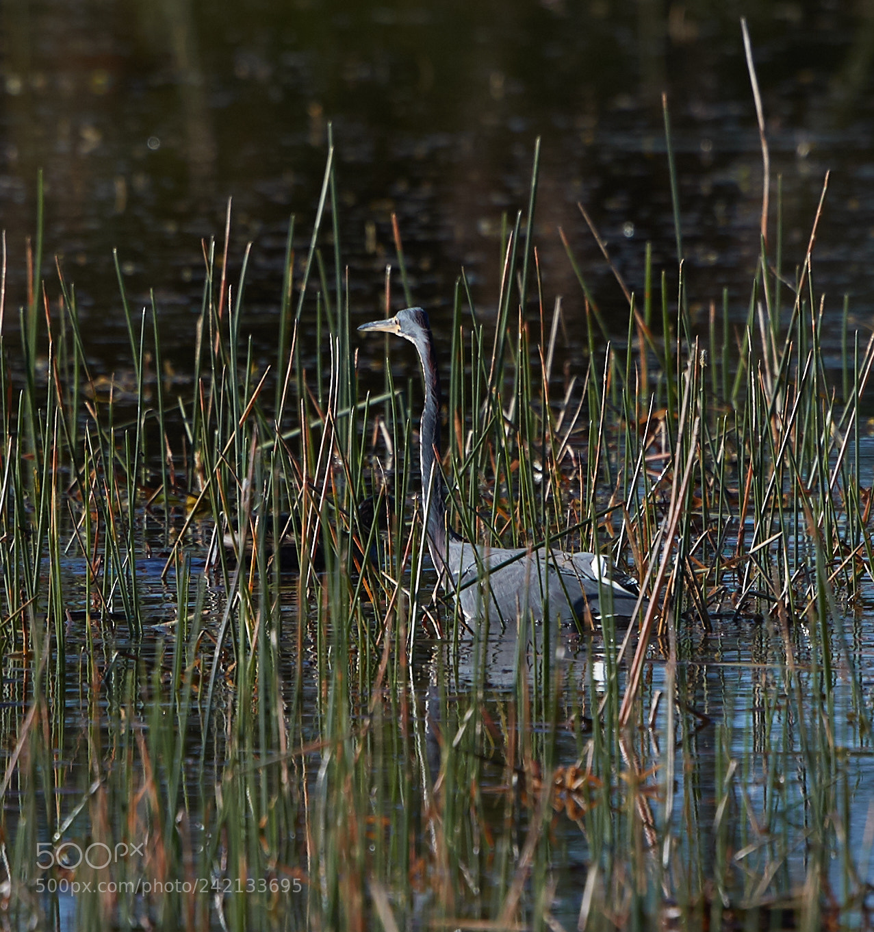 Canon EOS-1D X Mark II sample photo. 01-11-18-8903.jpg photography