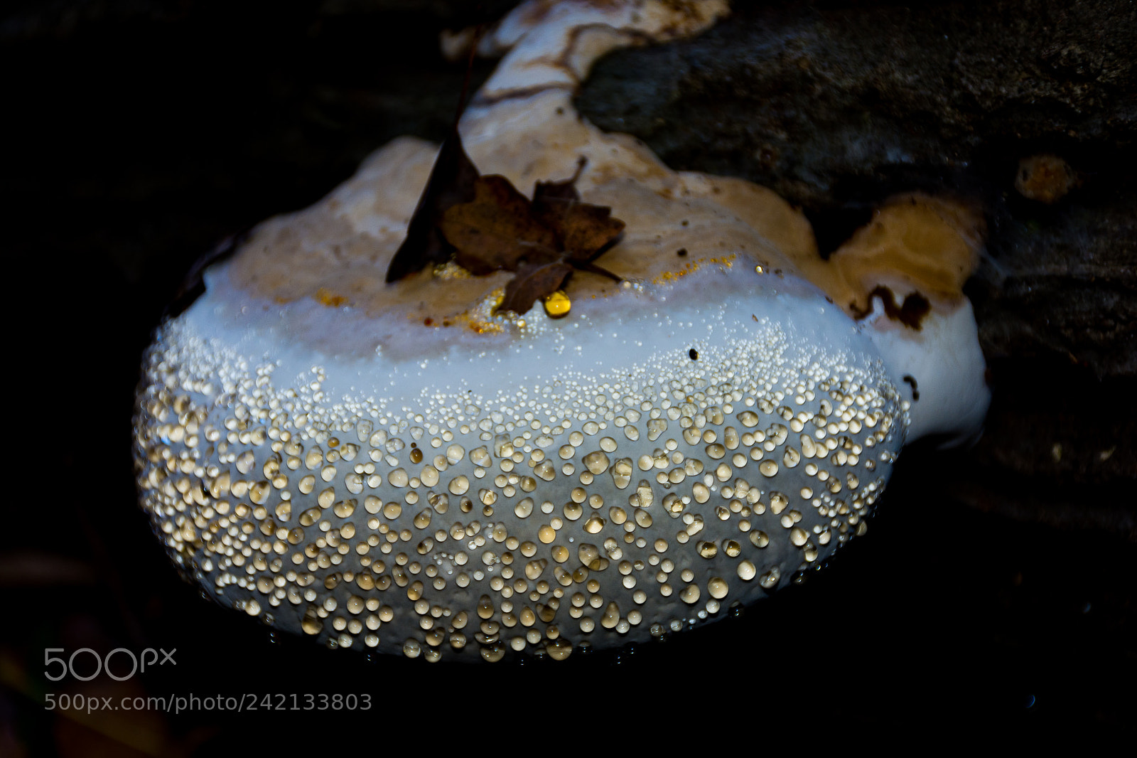 Nikon D7100 sample photo. Inonotus sp. photography