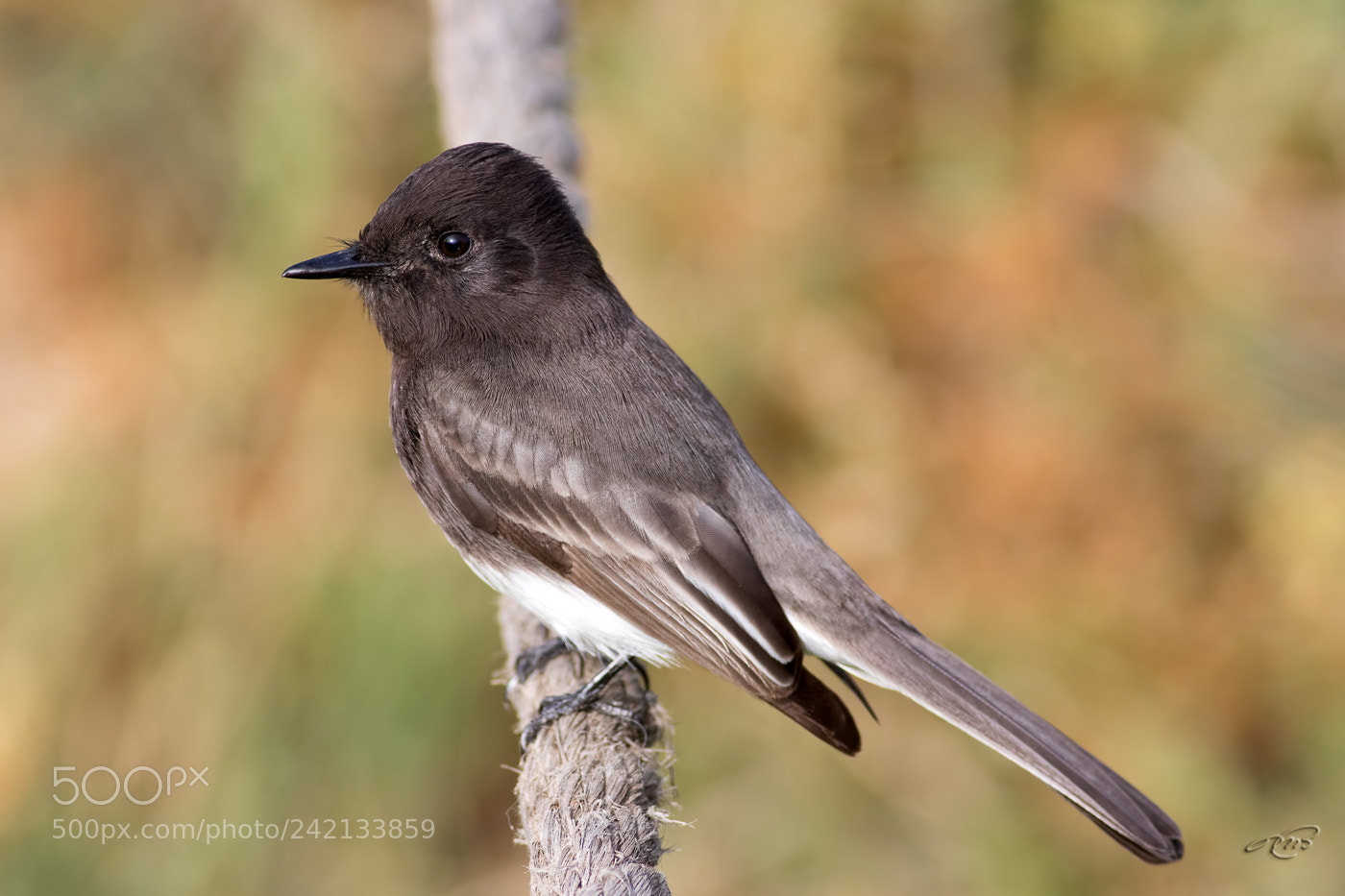 Canon EOS 7D Mark II sample photo. Black phoebe photography