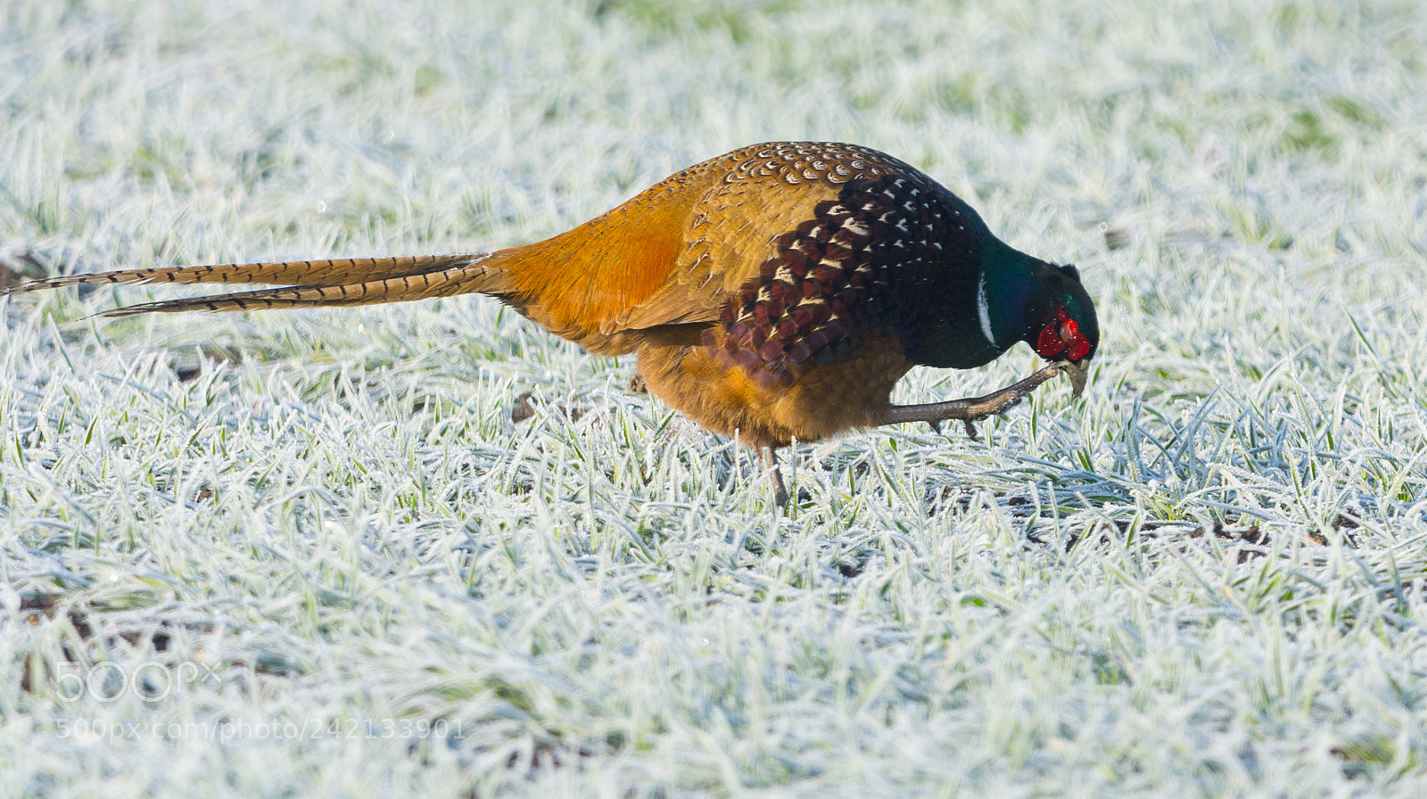 Nikon D7100 sample photo. Phasianus colchicus photography