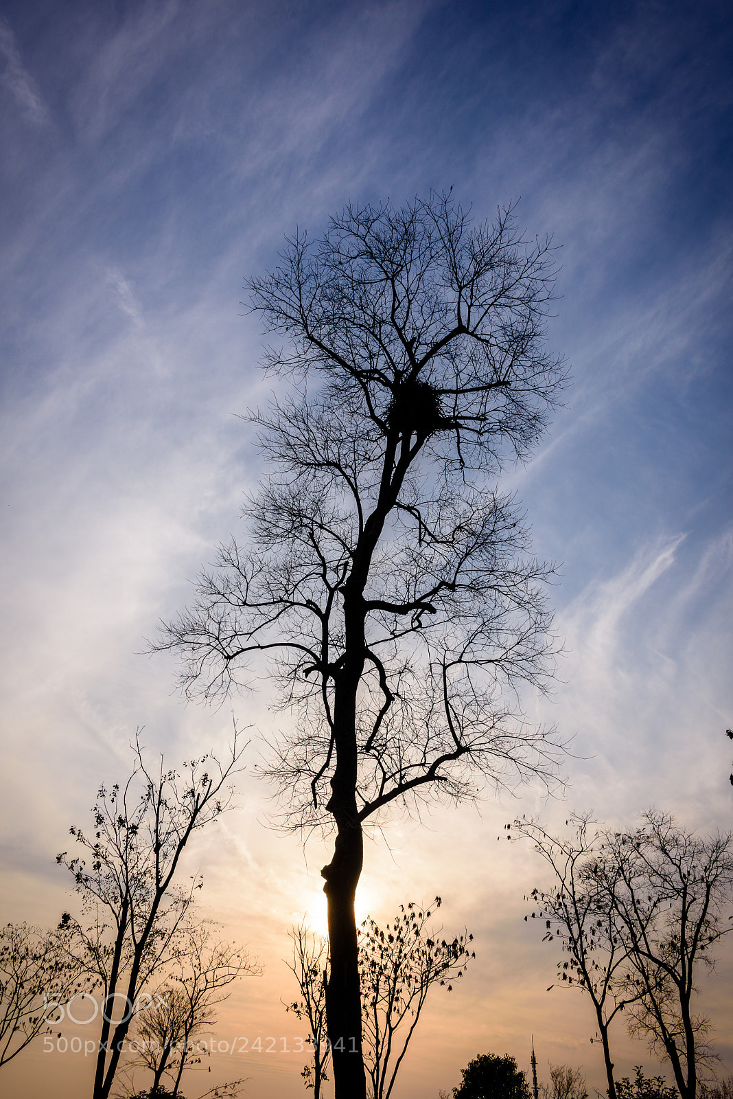 Nikon D810 sample photo. Trees in the sunset photography