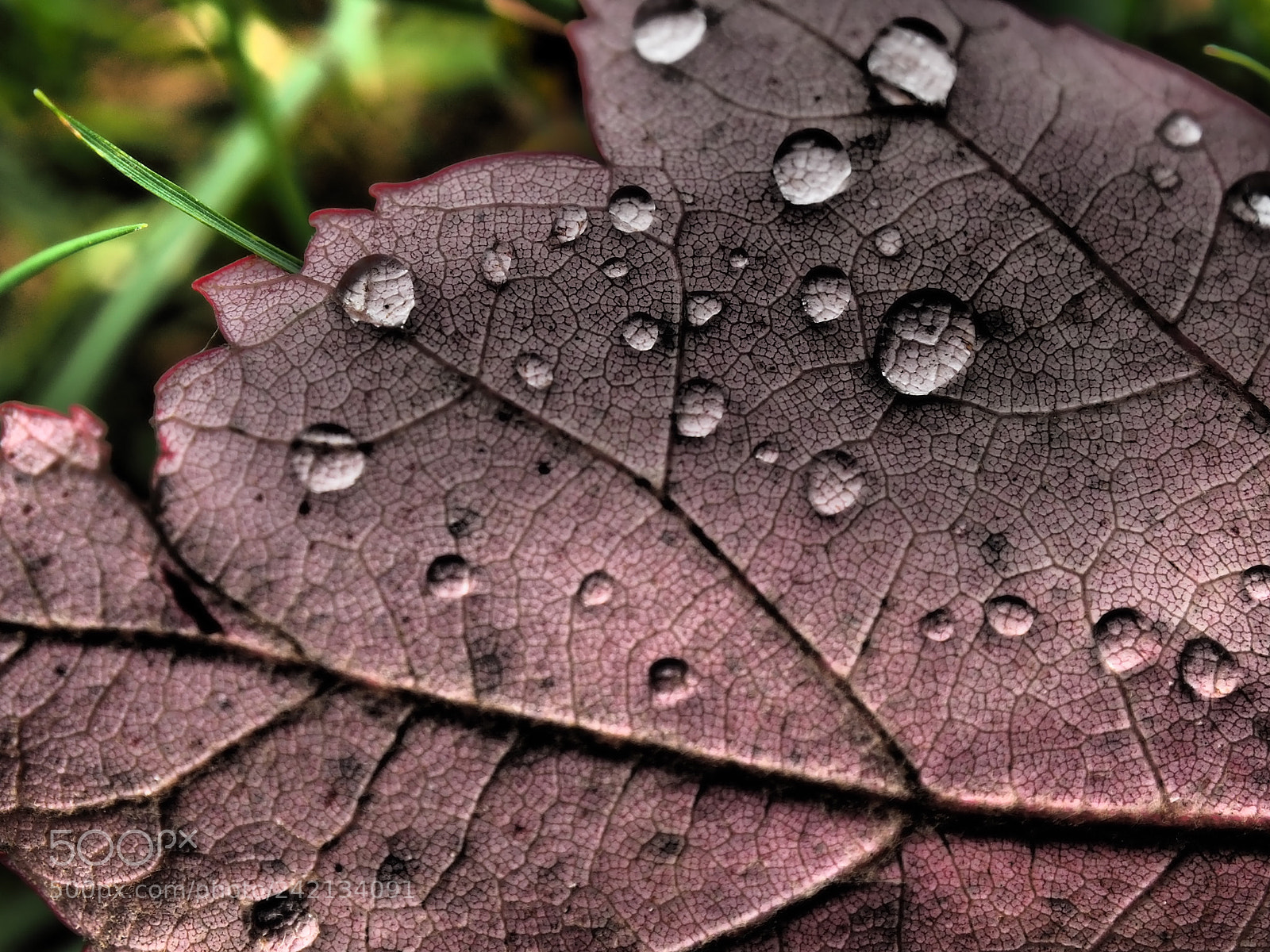 Olympus OM-D E-M5 II sample photo. It was autumn... photography