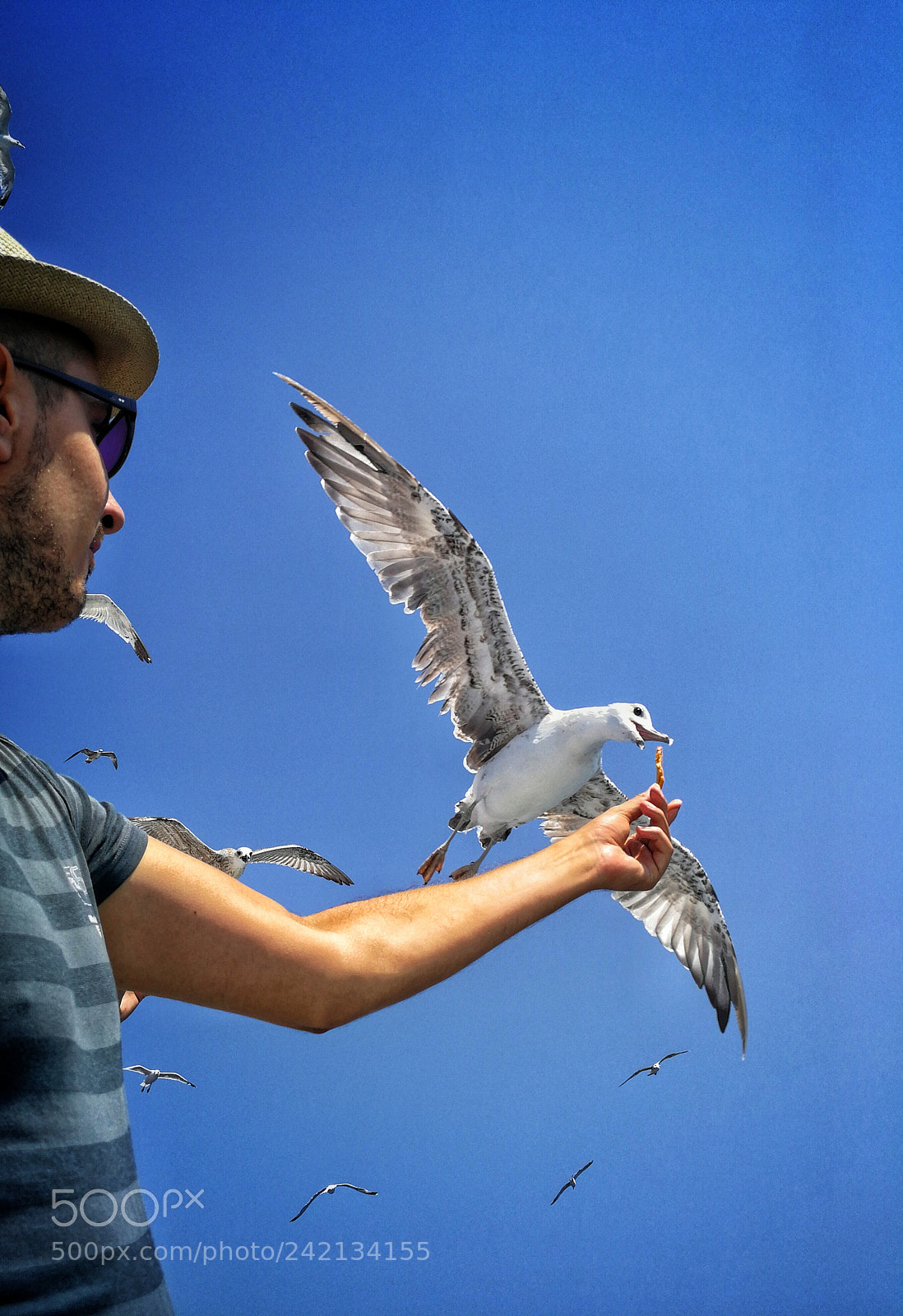 HUAWEI P10 sample photo. Seagulls ?️ photography