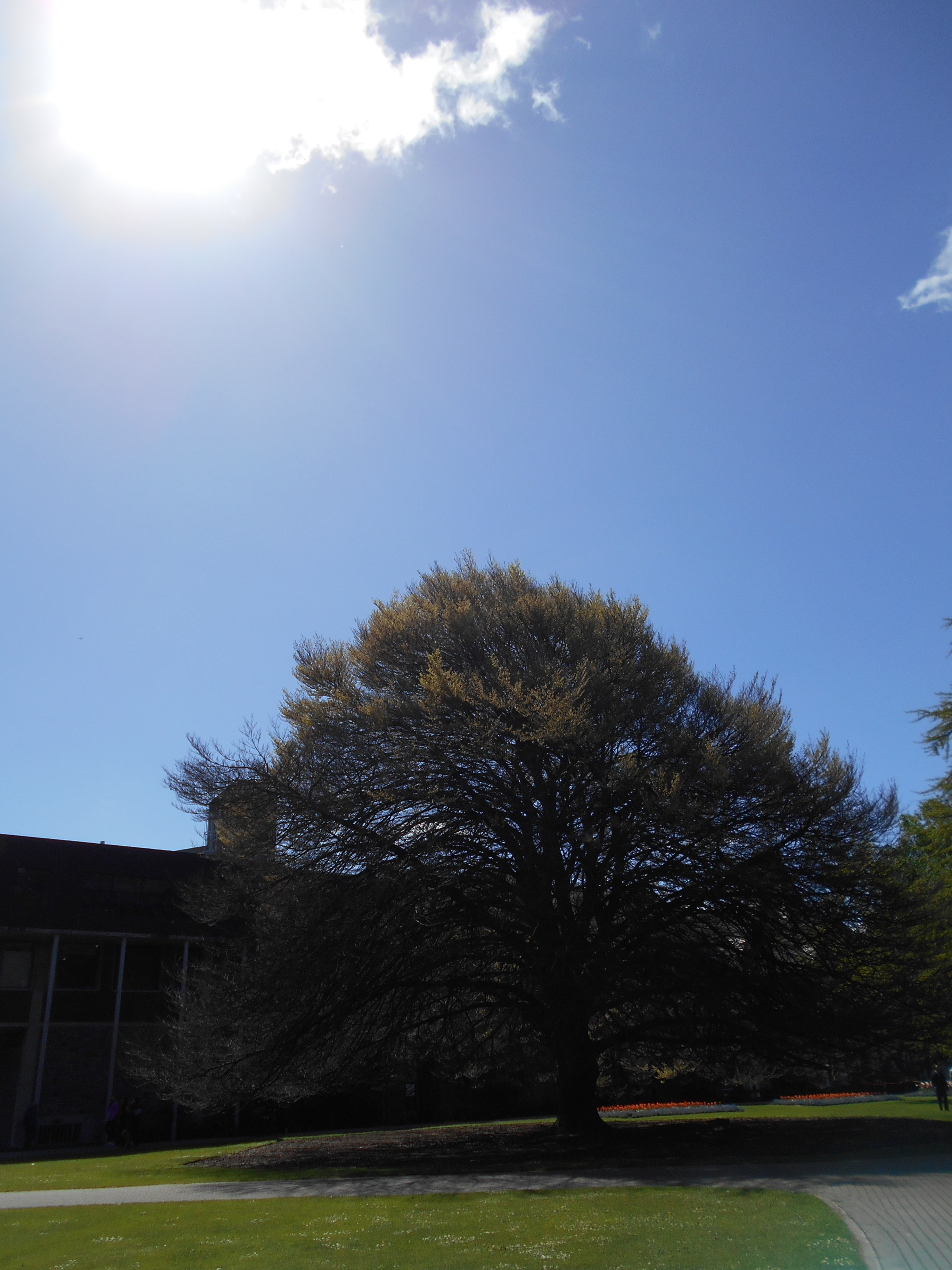 Nikon Coolpix S2900 sample photo. Arrogant photography