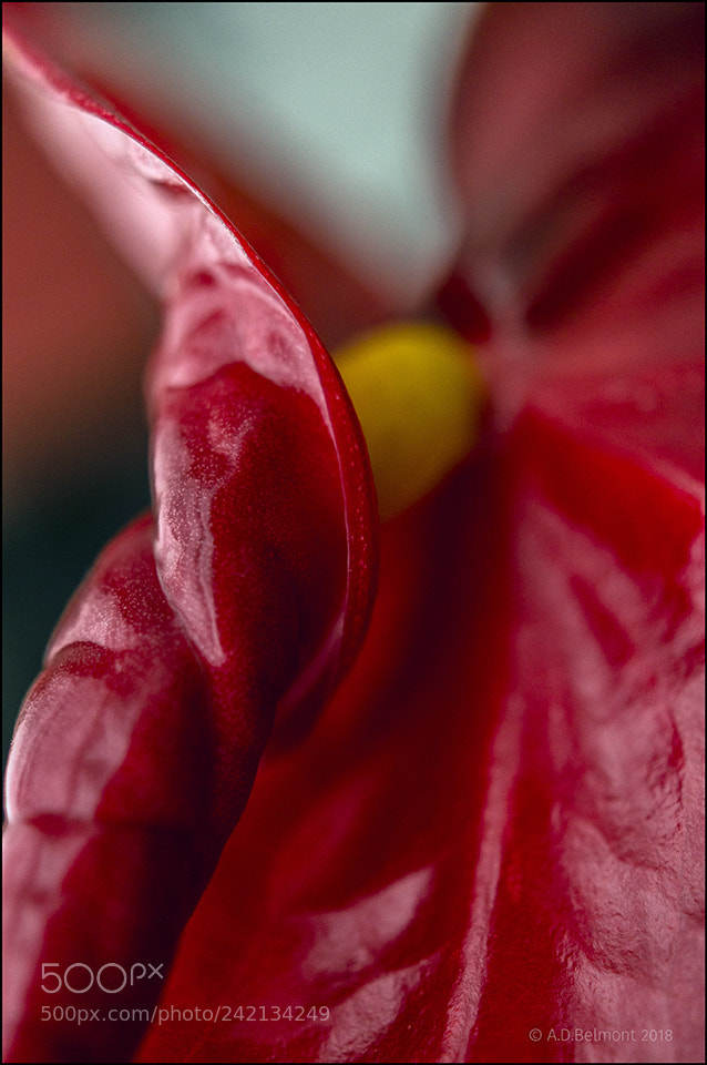 Sony SLT-A55 (SLT-A55V) sample photo. Anthurium photography