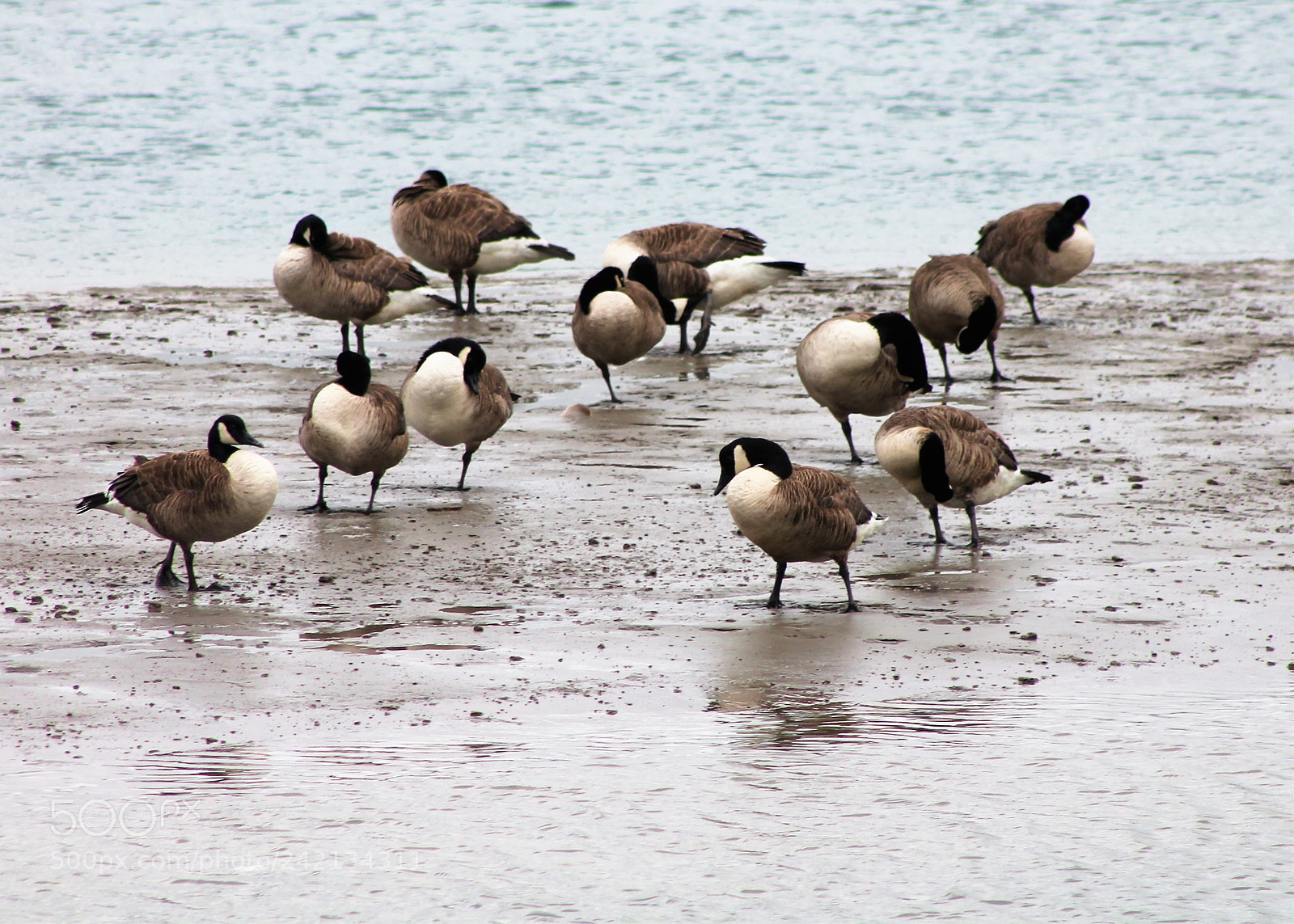 Canon EOS 1100D (EOS Rebel T3 / EOS Kiss X50) sample photo. Cardigan bay wales photography