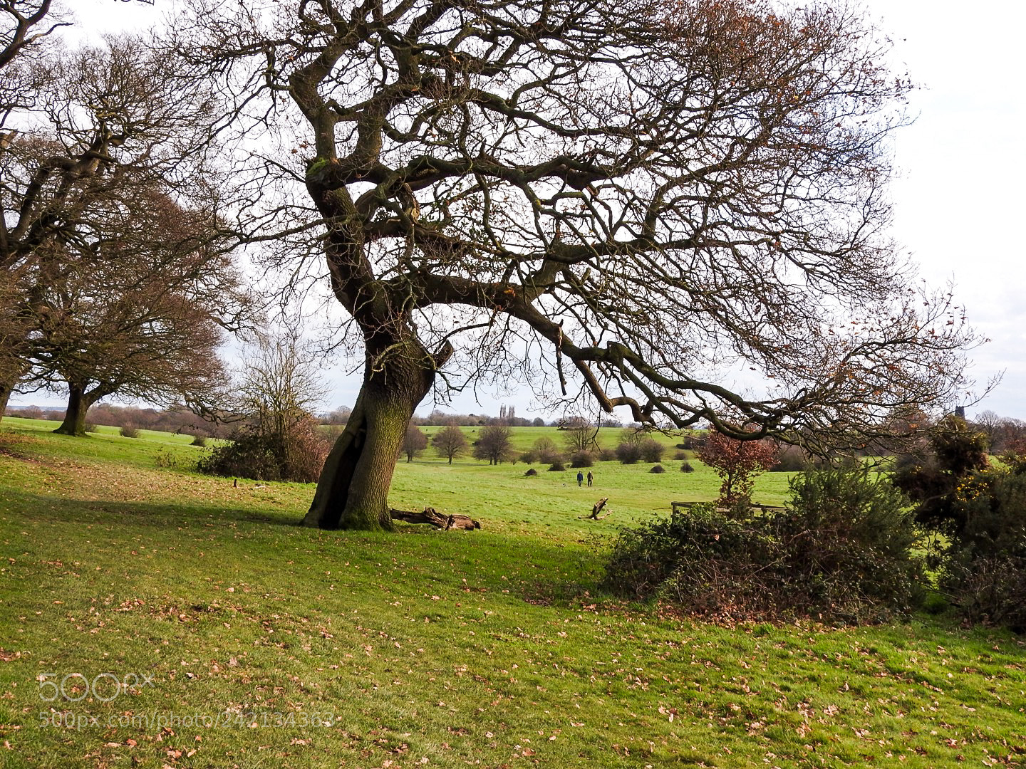 Nikon Coolpix P610 sample photo. From burton bushes photography