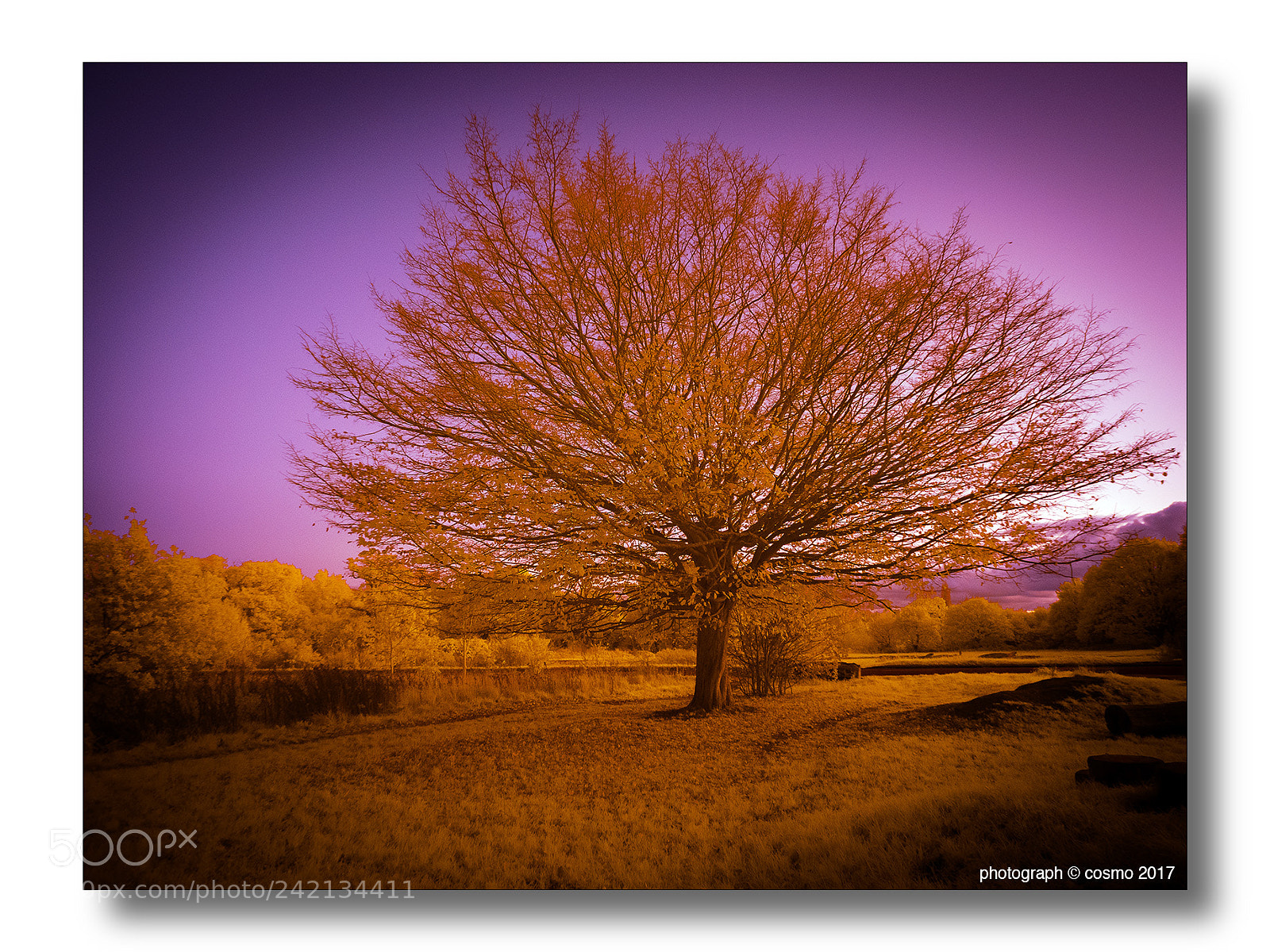 Panasonic Lumix DMC-GX8 sample photo. Evening in infrared. photography