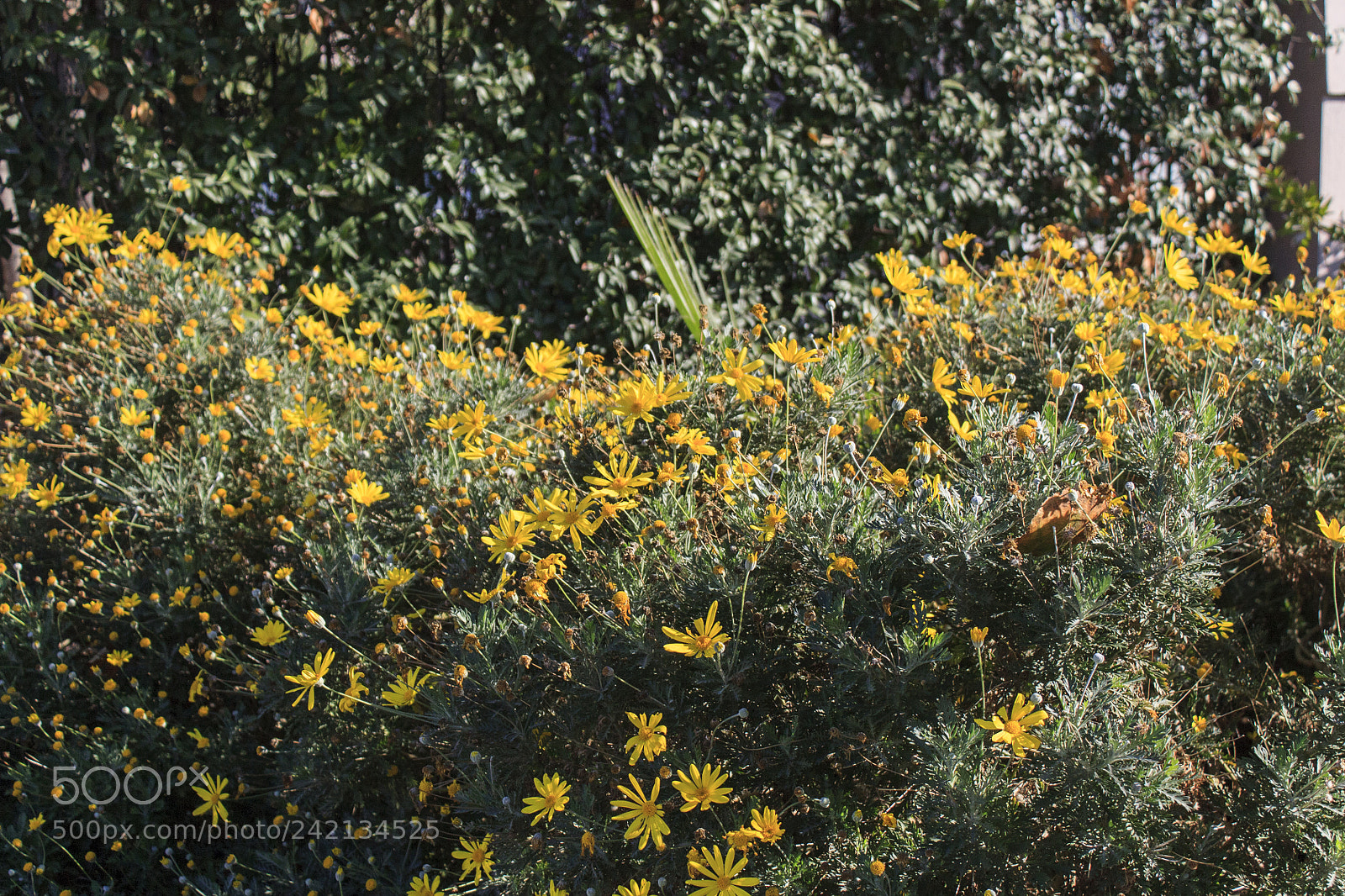 Canon EOS 450D (EOS Rebel XSi / EOS Kiss X2) sample photo. Good looking yellow autumn photography