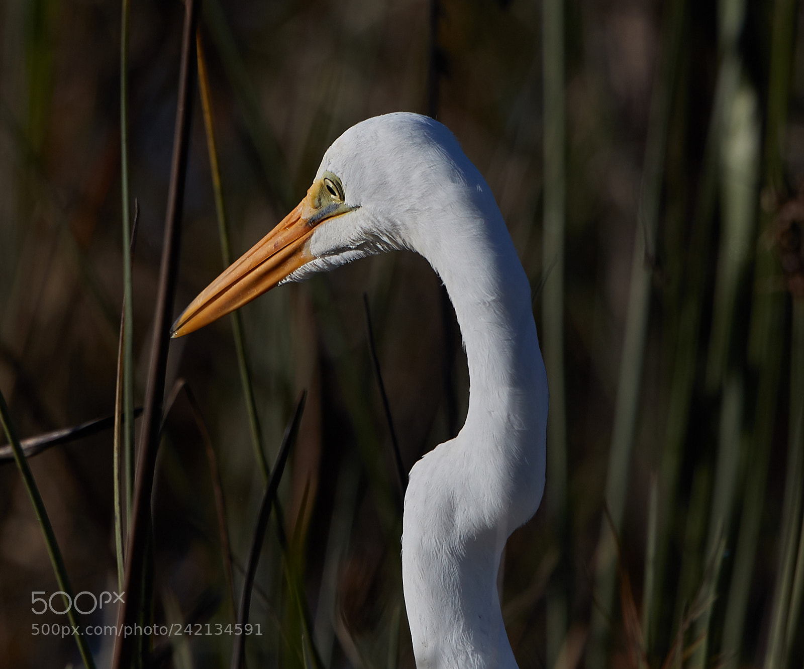 Canon EOS-1D X Mark II sample photo. 01-11-18-9006 1.jpg photography