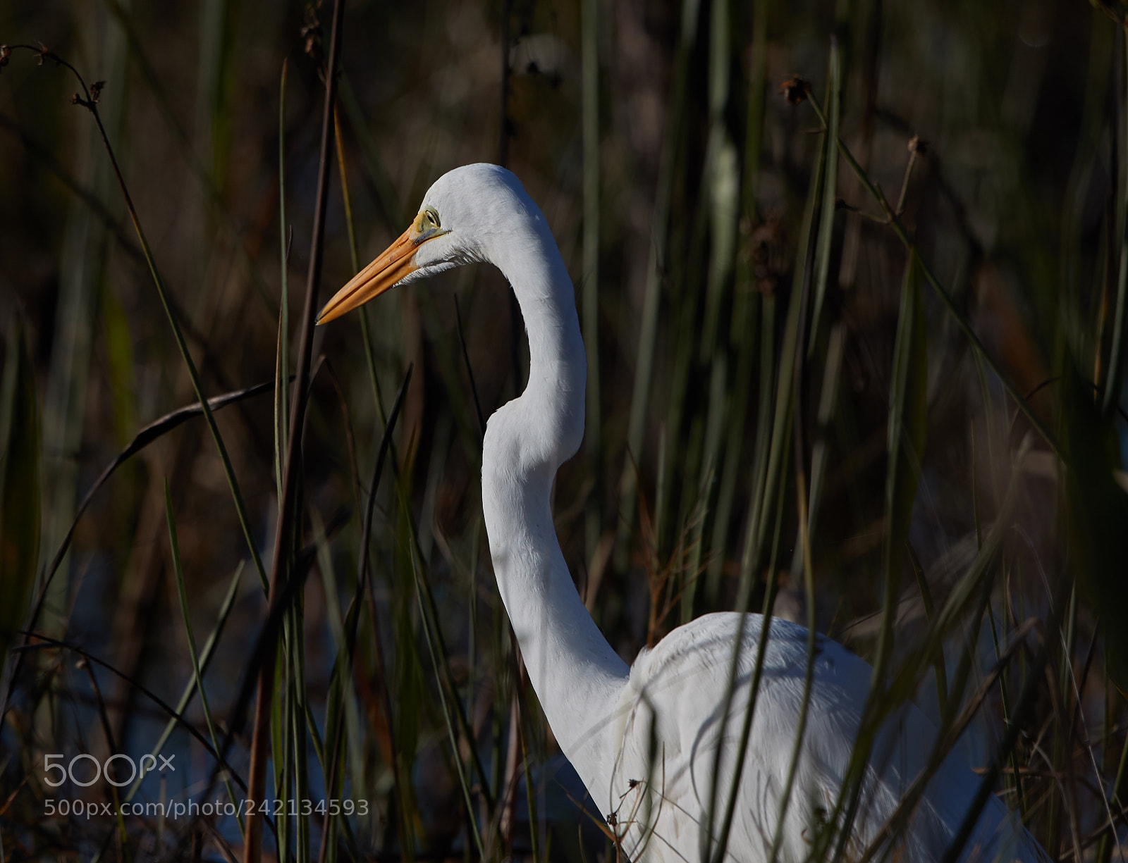 Canon EOS-1D X Mark II sample photo. 01-11-18-9006.jpg photography