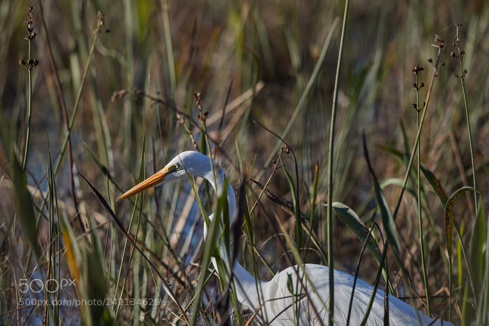 Canon EOS-1D X Mark II sample photo. 01-11-18-9007.jpg photography