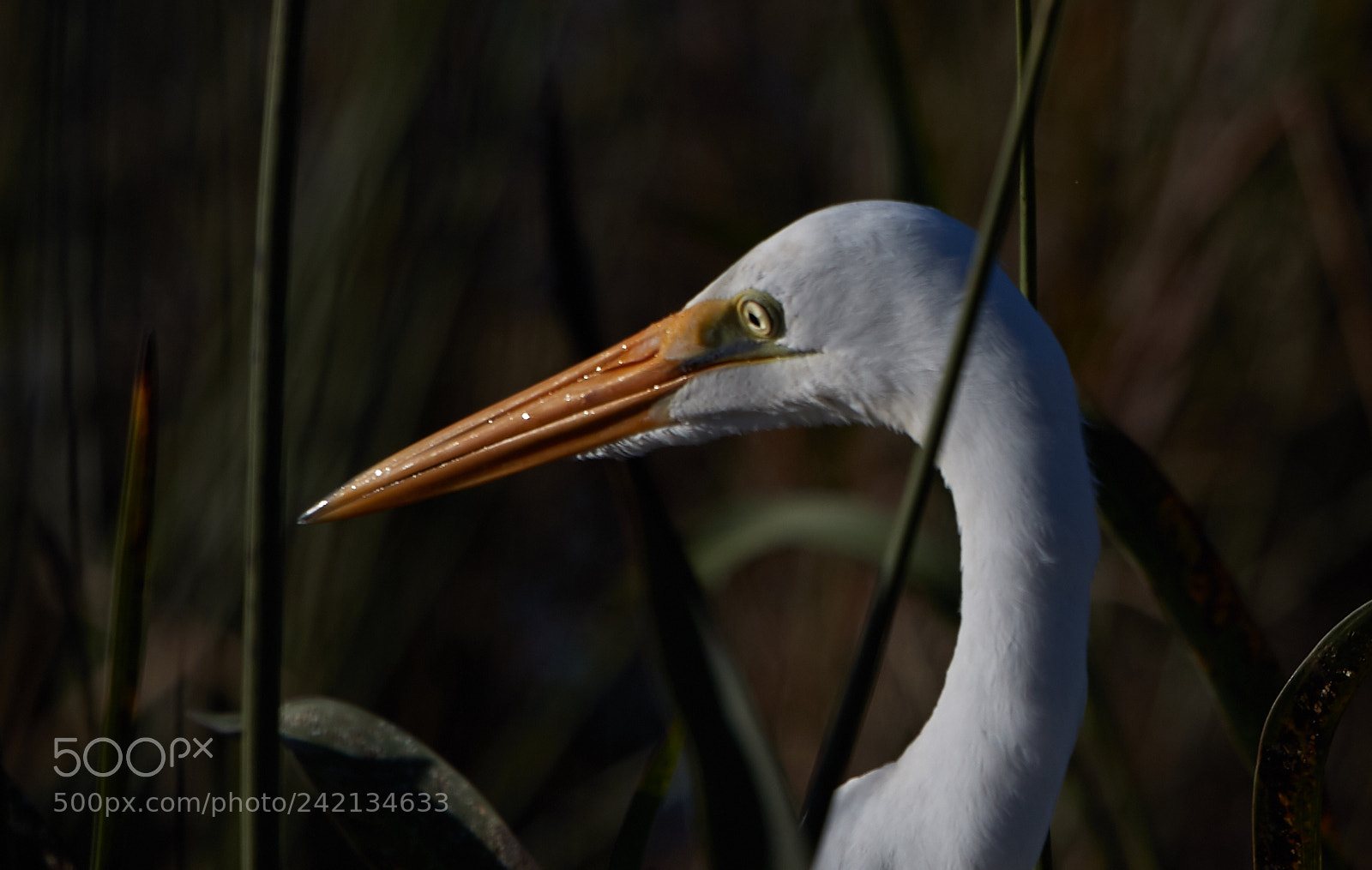 Canon EOS-1D X Mark II sample photo. 01-11-18-9008 1.jpg photography