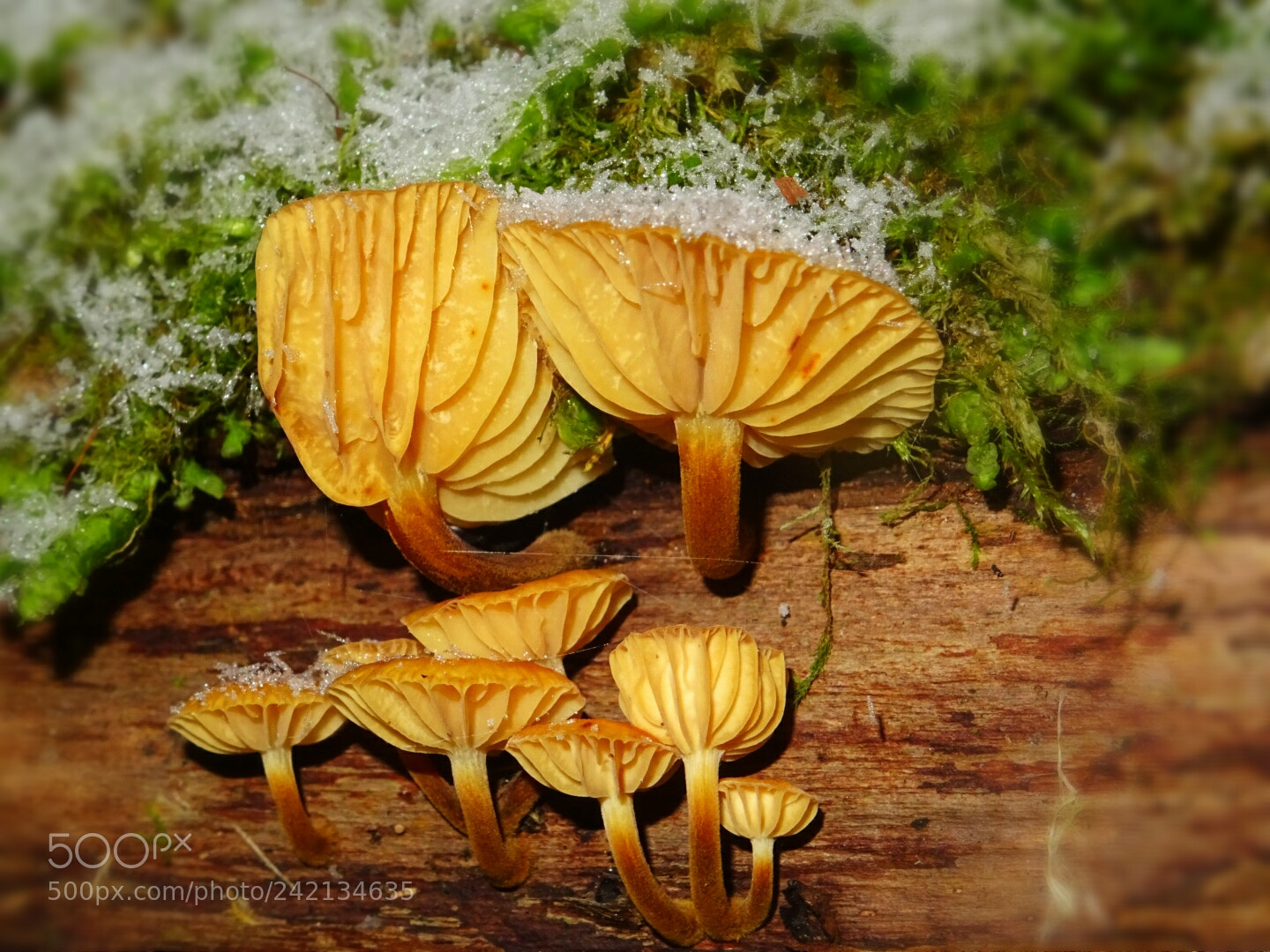 Sony DSC-HX60 sample photo. Mushroom family photography
