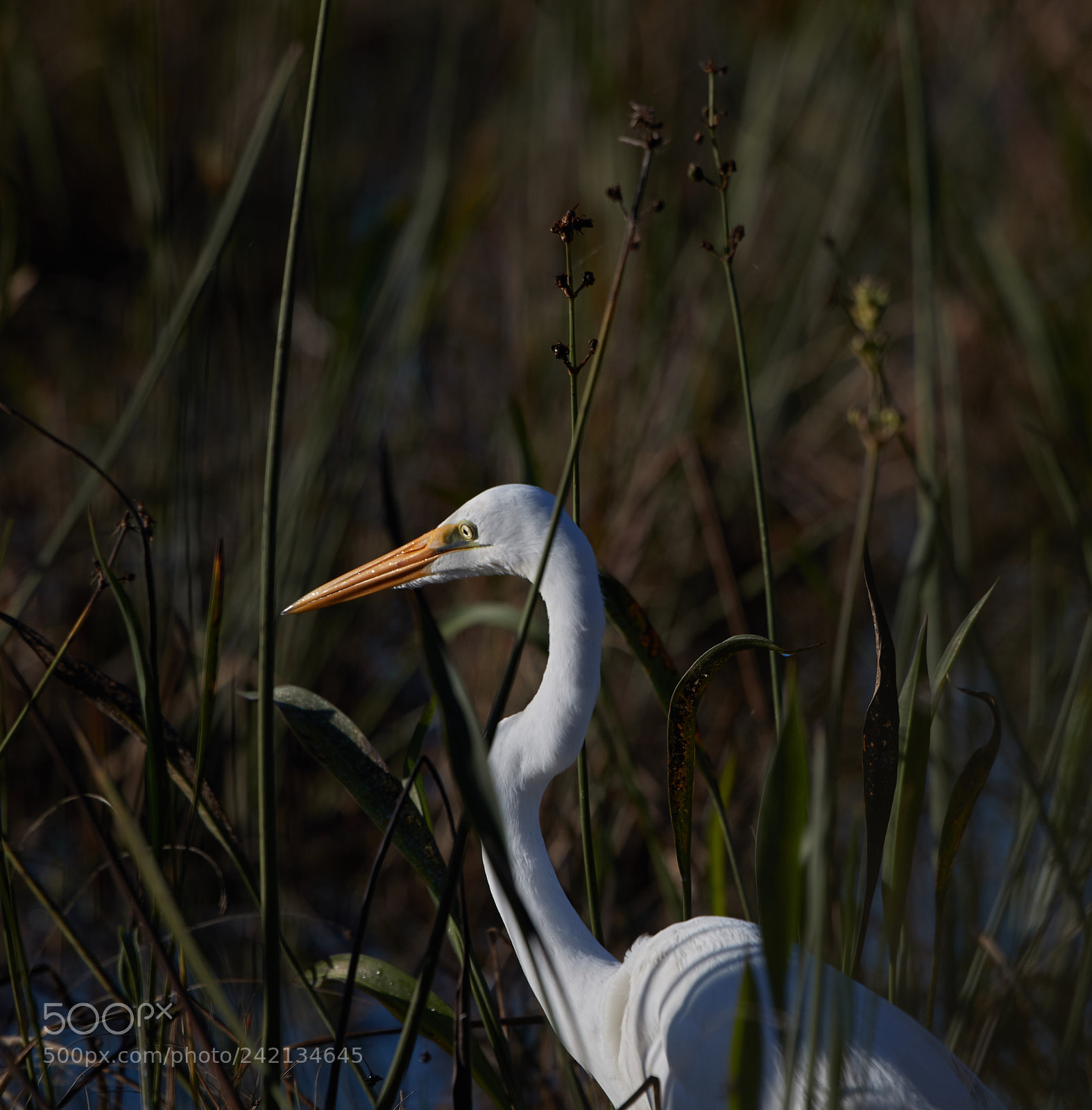Canon EOS-1D X Mark II sample photo. 01-11-18-9008.jpg photography