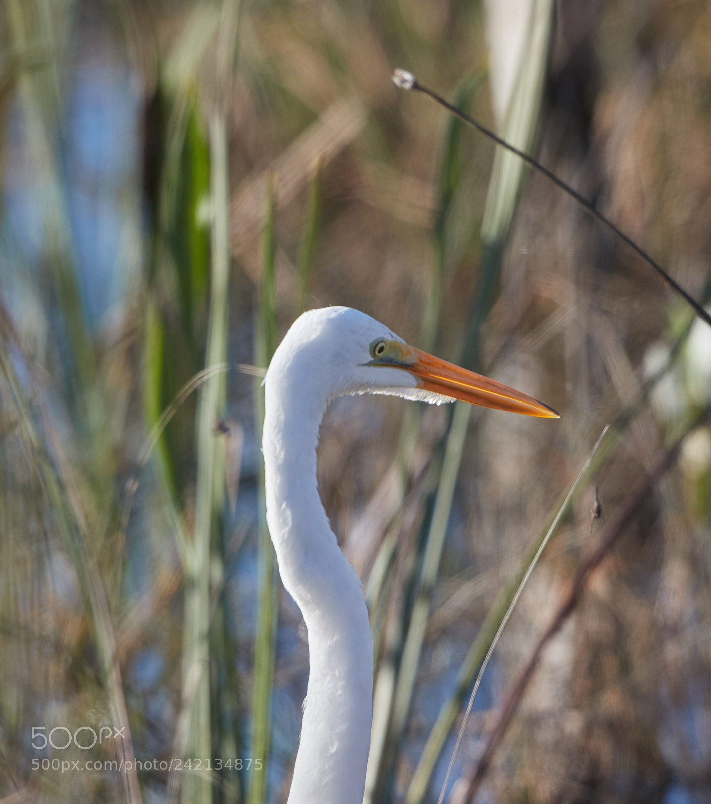 Canon EOS-1D X Mark II sample photo. 01-11-18-9013.jpg photography