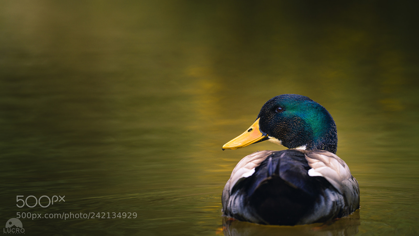 Nikon D810 sample photo. Anas platyrhynchos photography