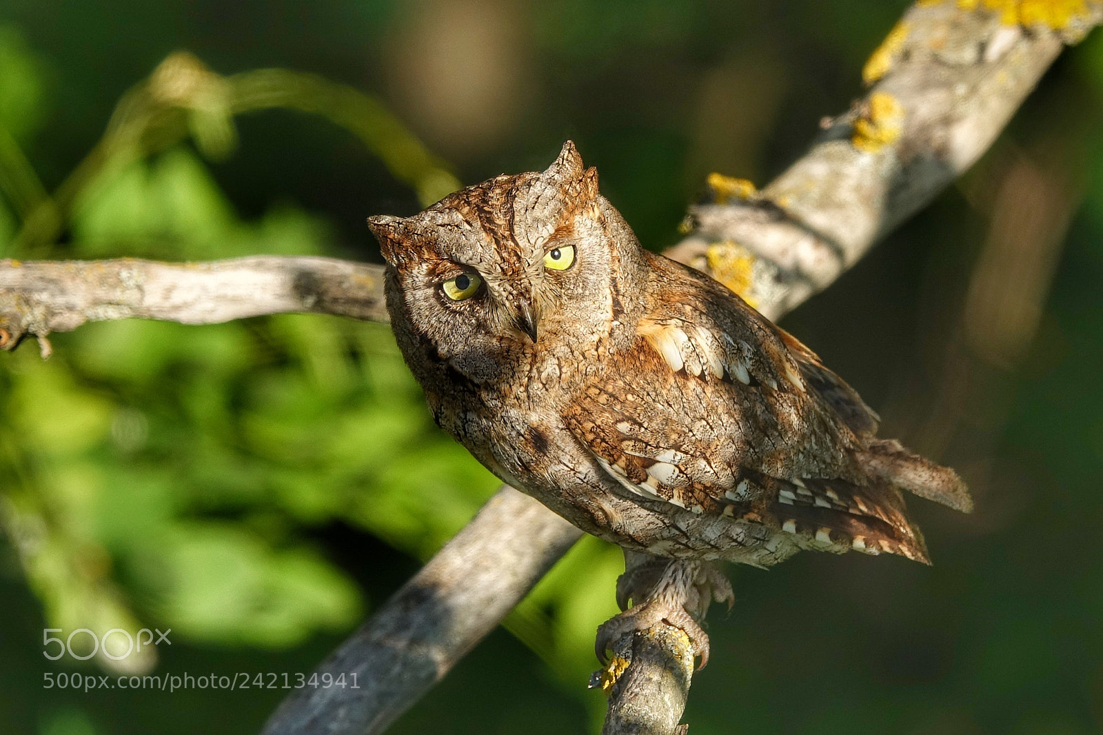 Sony Cyber-shot DSC-RX10 III sample photo. Scops owl in ognyanovo photography