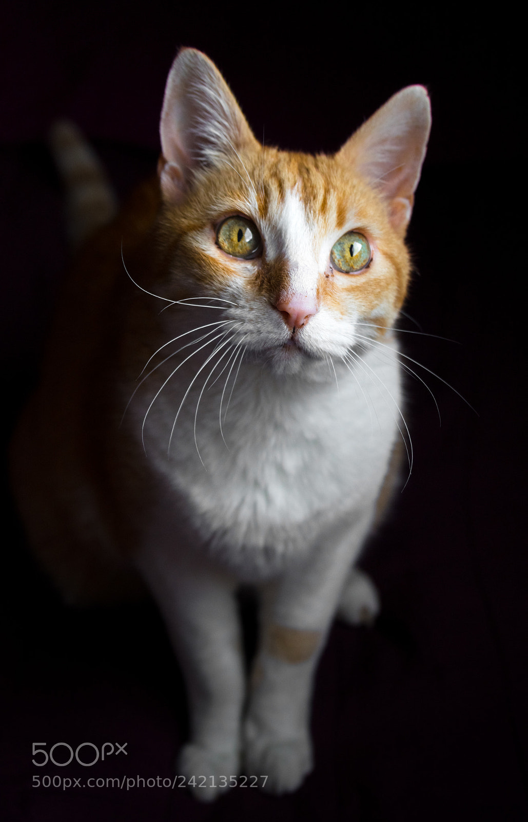 Sony a7 sample photo. Beautiful eyes! photography