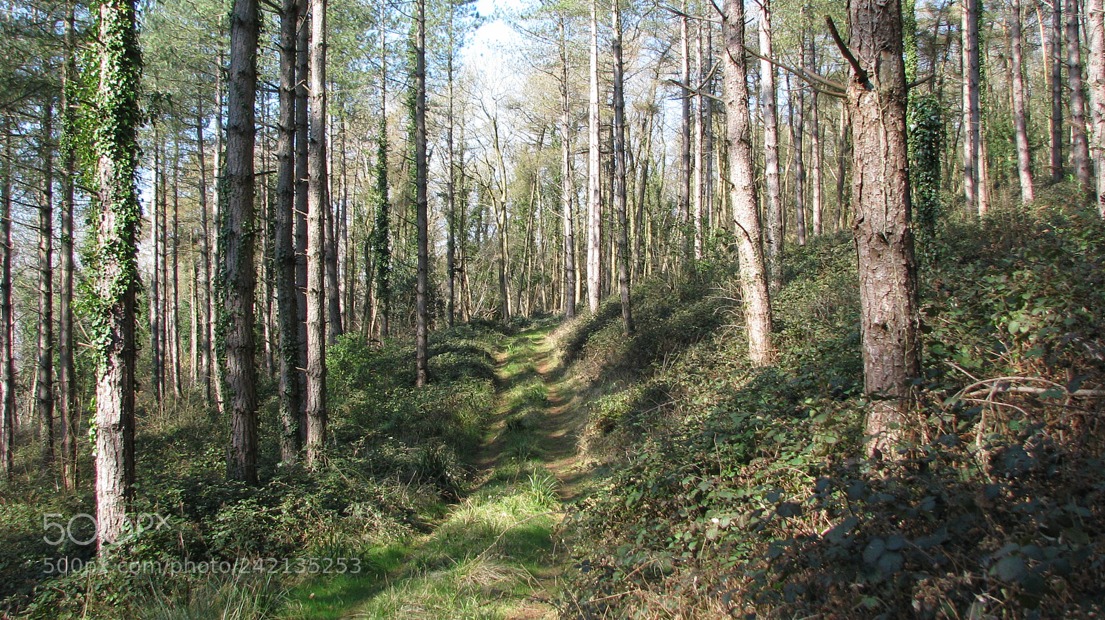 Canon POWERSHOT S5 IS sample photo. Kings wood  shadows photography