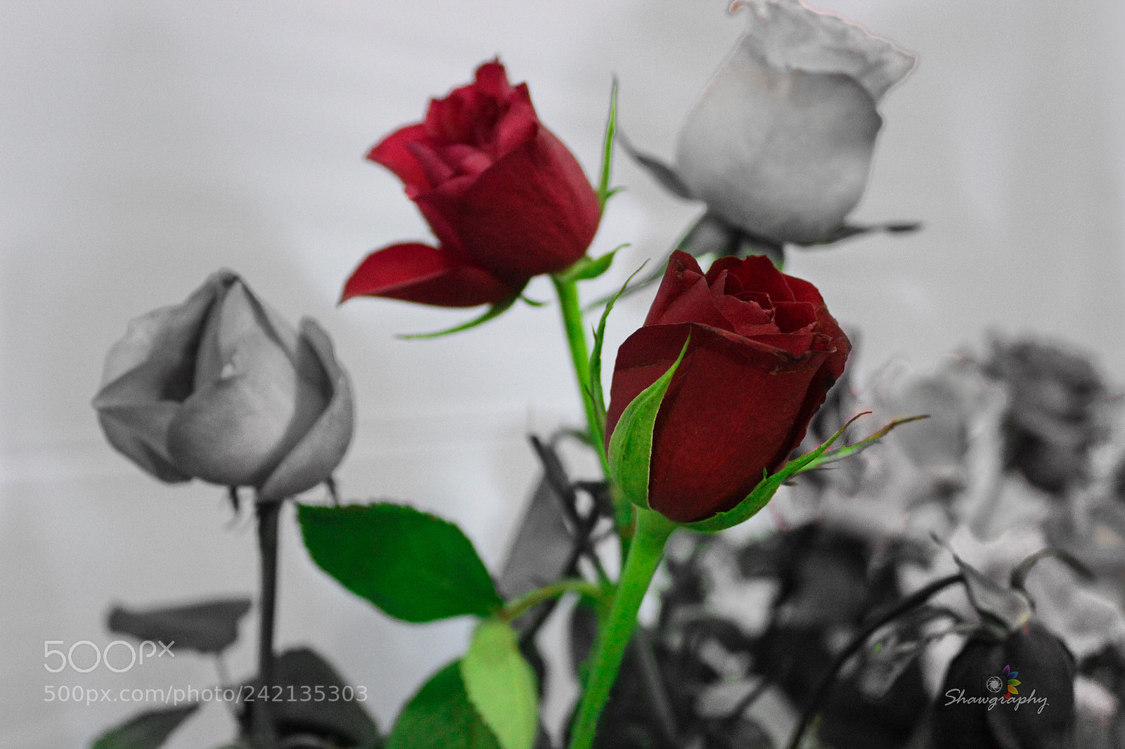 Canon EOS 1300D (EOS Rebel T6 / EOS Kiss X80) sample photo. Rose photography