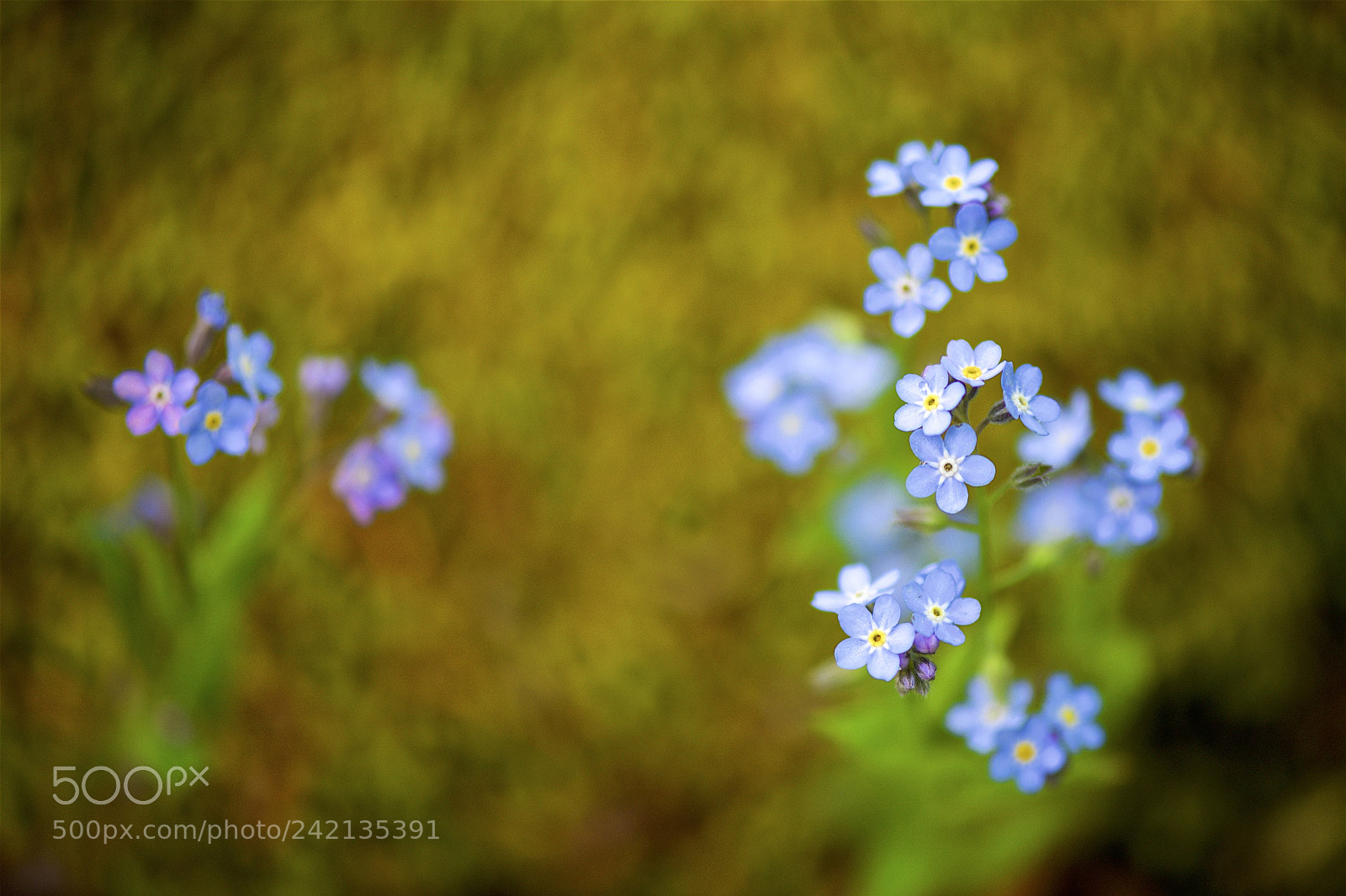 Nikon D600 sample photo. Forget-me-nots in bloom photography