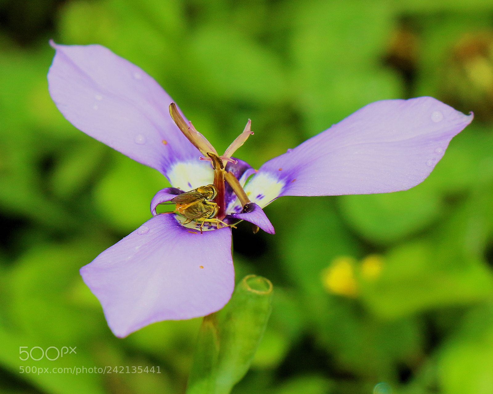 Canon EOS 700D (EOS Rebel T5i / EOS Kiss X7i) sample photo. Yellow fly mating on photography