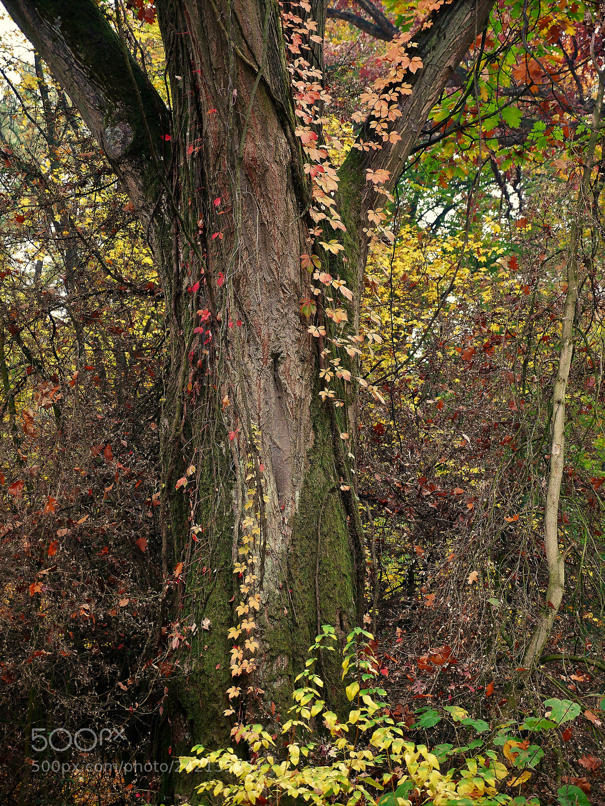 Panasonic Lumix DMC-GX85 (Lumix DMC-GX80 / Lumix DMC-GX7 Mark II) sample photo. Wood, in autumn dress photography