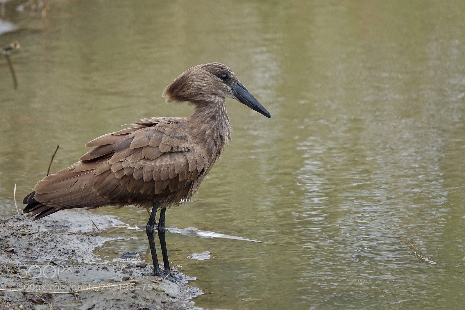 Sony Cyber-shot DSC-RX10 III sample photo. Hamerkop great bird ! photography