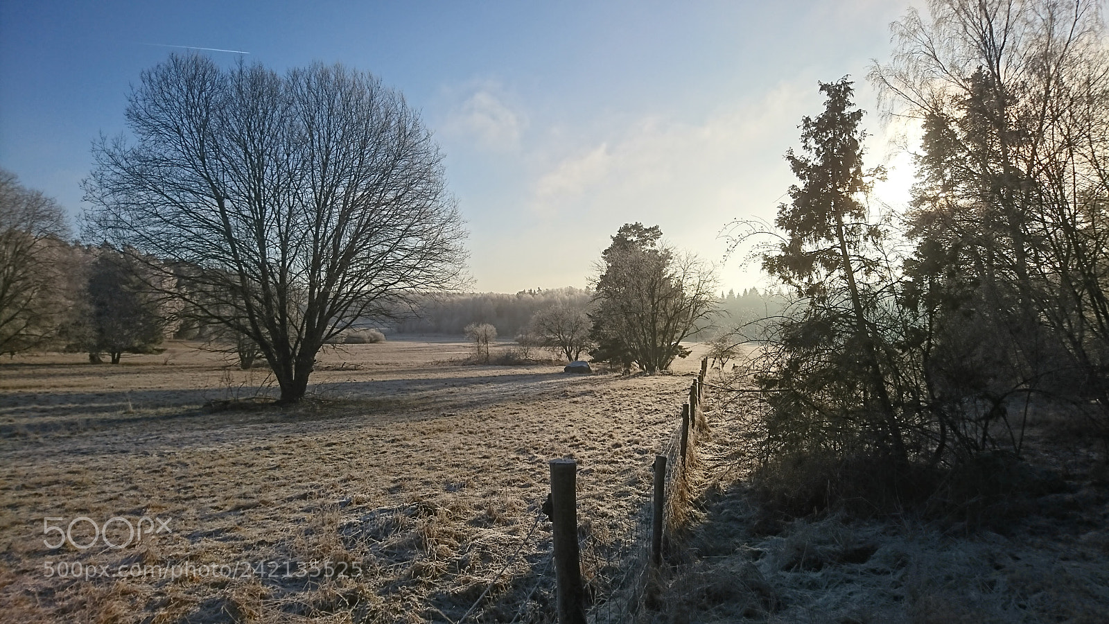 Sony Xperia XZ sample photo. Frosty winter photography