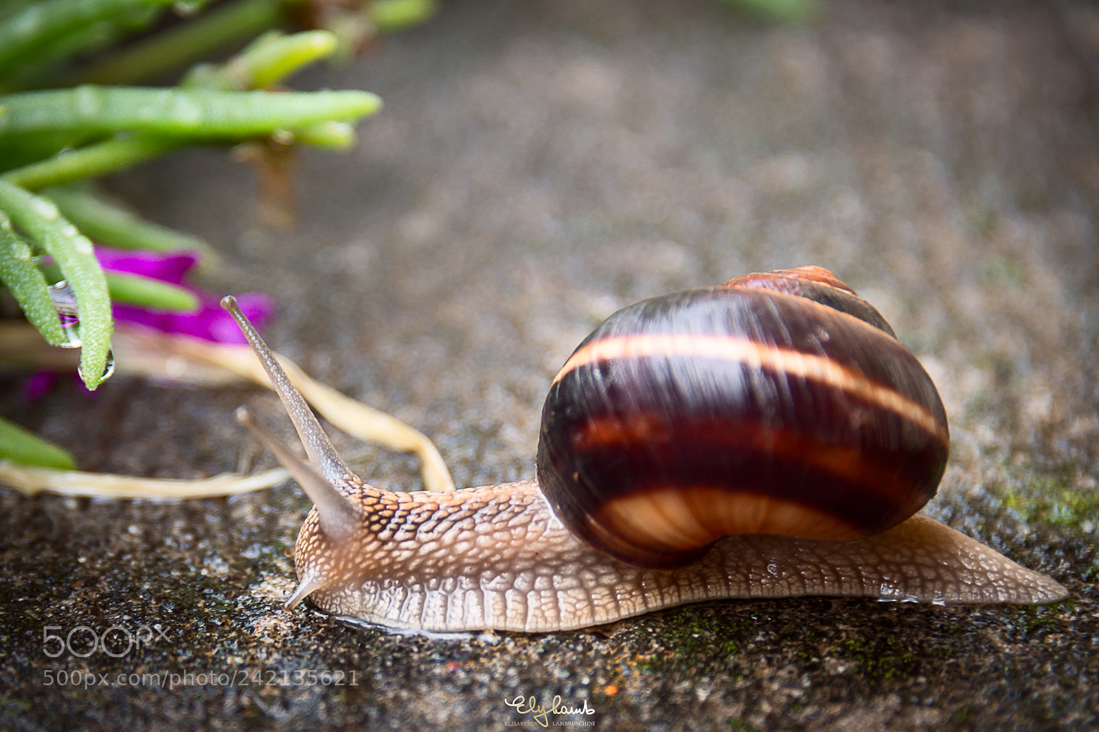 Nikon D800 sample photo. Snail in the rain photography