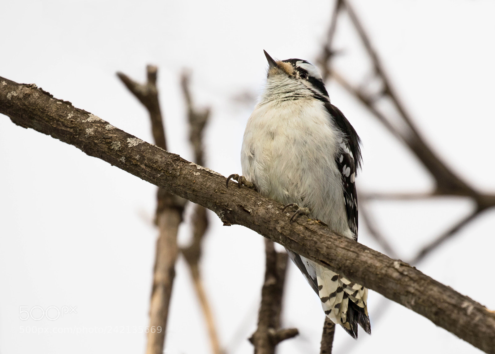 Canon EOS 7D Mark II sample photo. Downy woodpecker photography