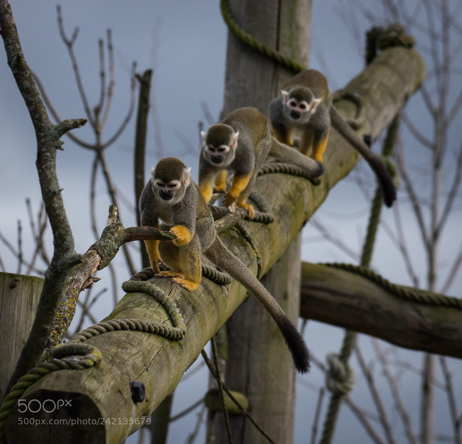 Nikon D7200 sample photo. The three wise monkeys photography