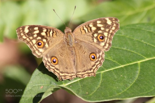 Canon EOS 60D sample photo. Lemon pansy , butterfly photography