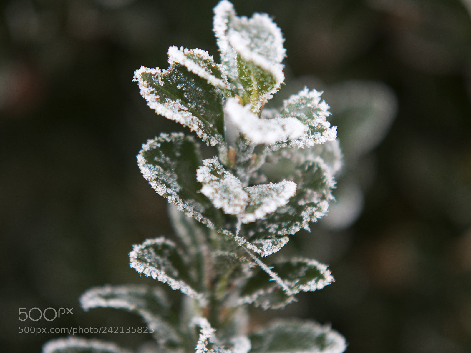 Olympus OM-D E-M5 sample photo. Frosty plant photography