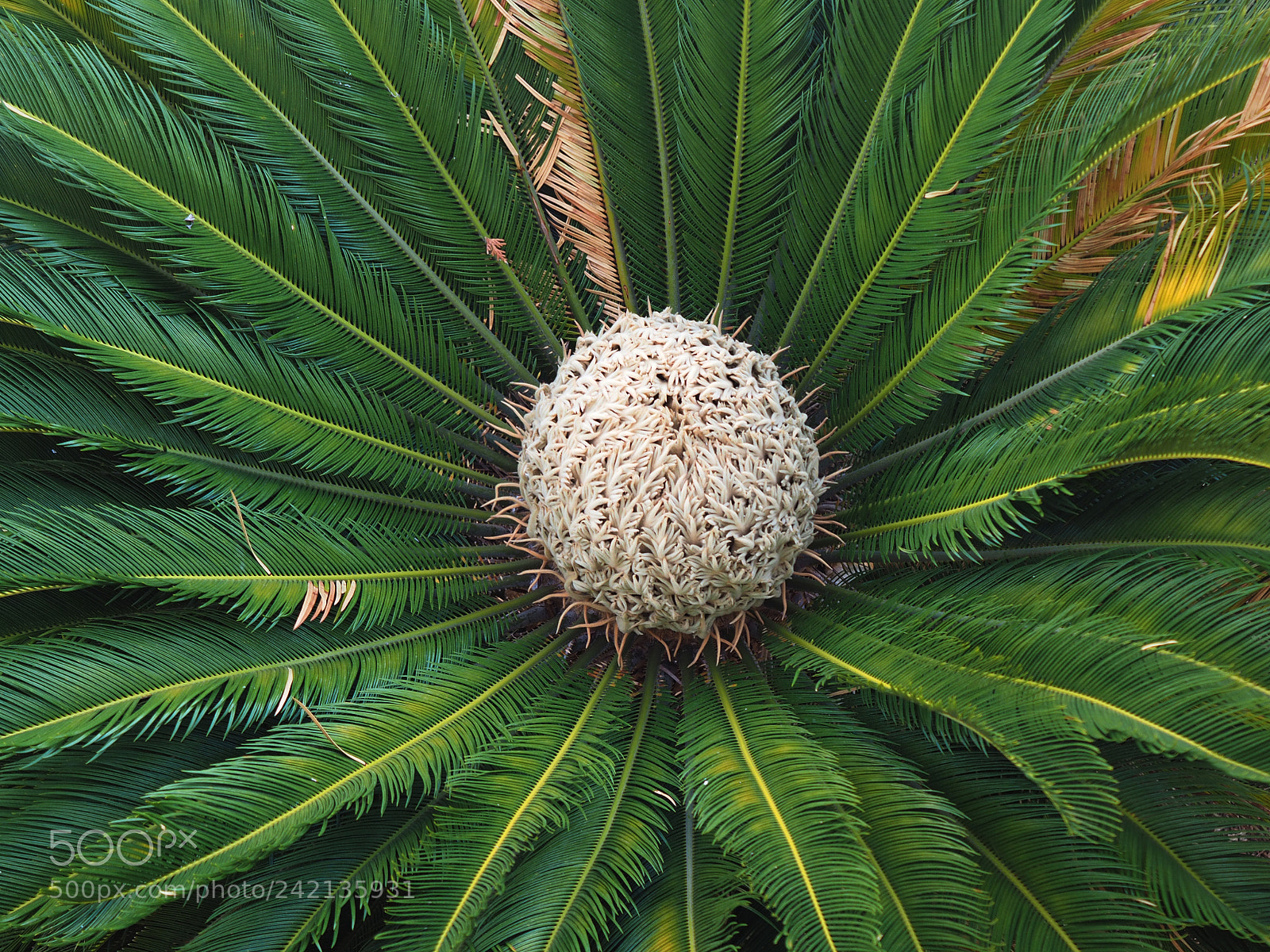 Olympus OM-D E-M1 sample photo. Palmtree photography