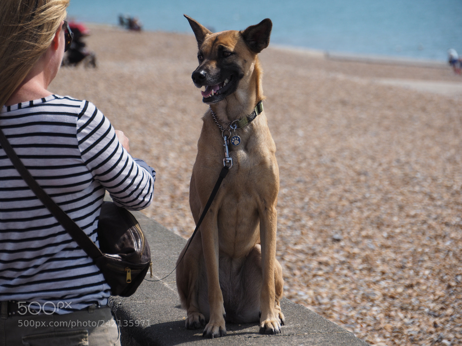 Olympus OM-D E-M1 sample photo. Beachdog photography