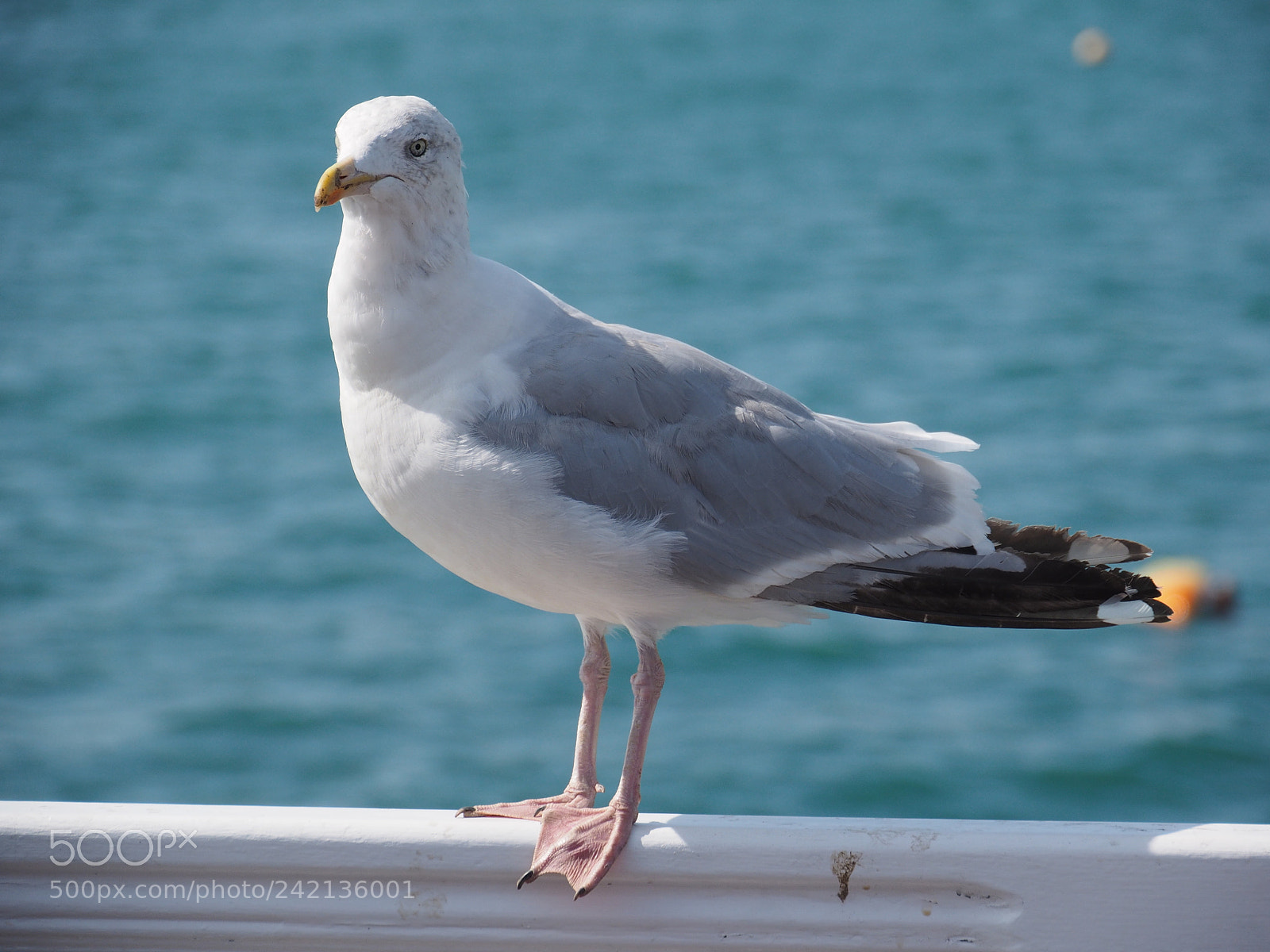 Olympus OM-D E-M1 sample photo. Seagull photography