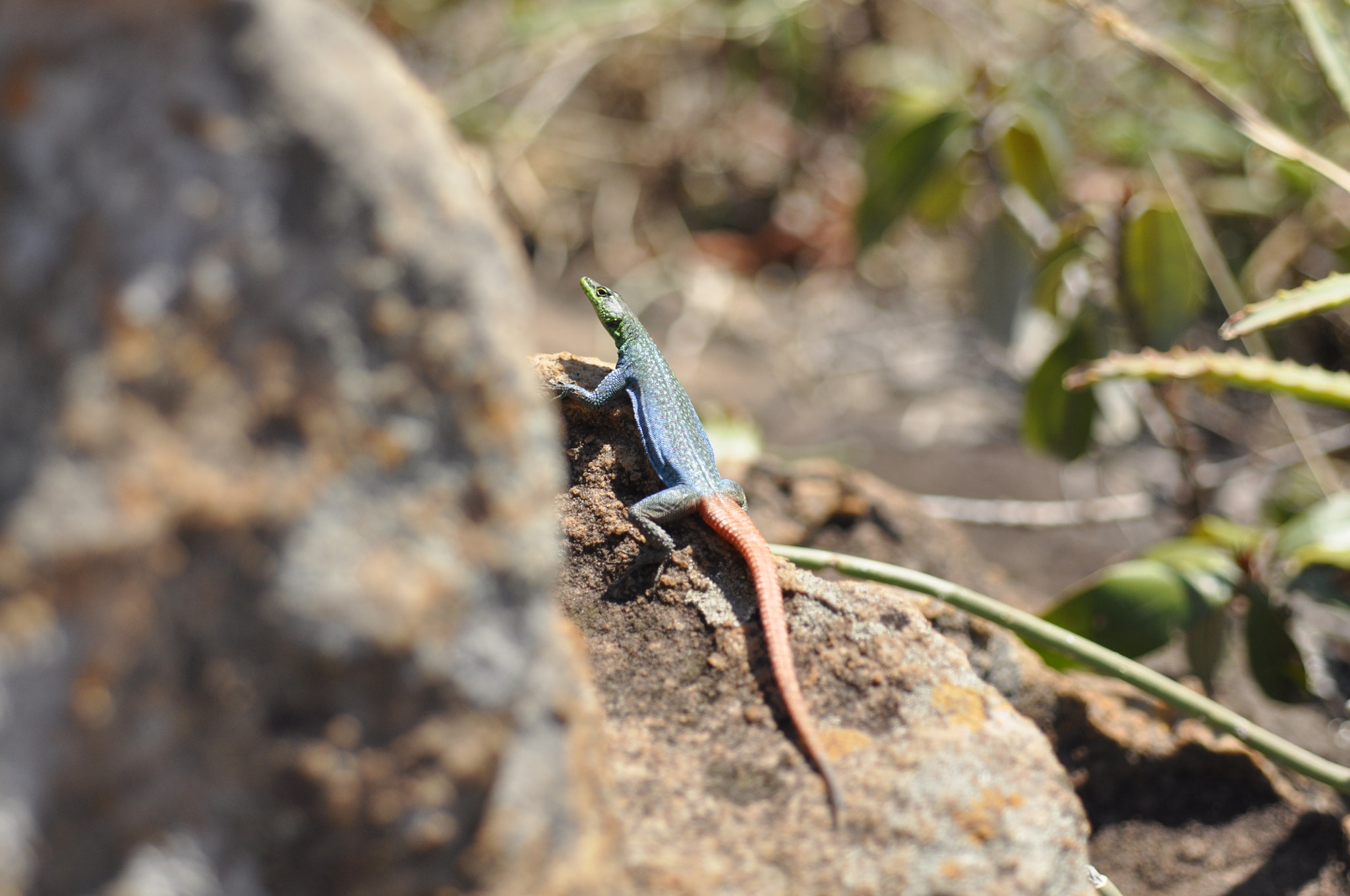 Nikon D90 + Nikon AF Micro-Nikkor 60mm F2.8D sample photo. Rainbow lizard photography