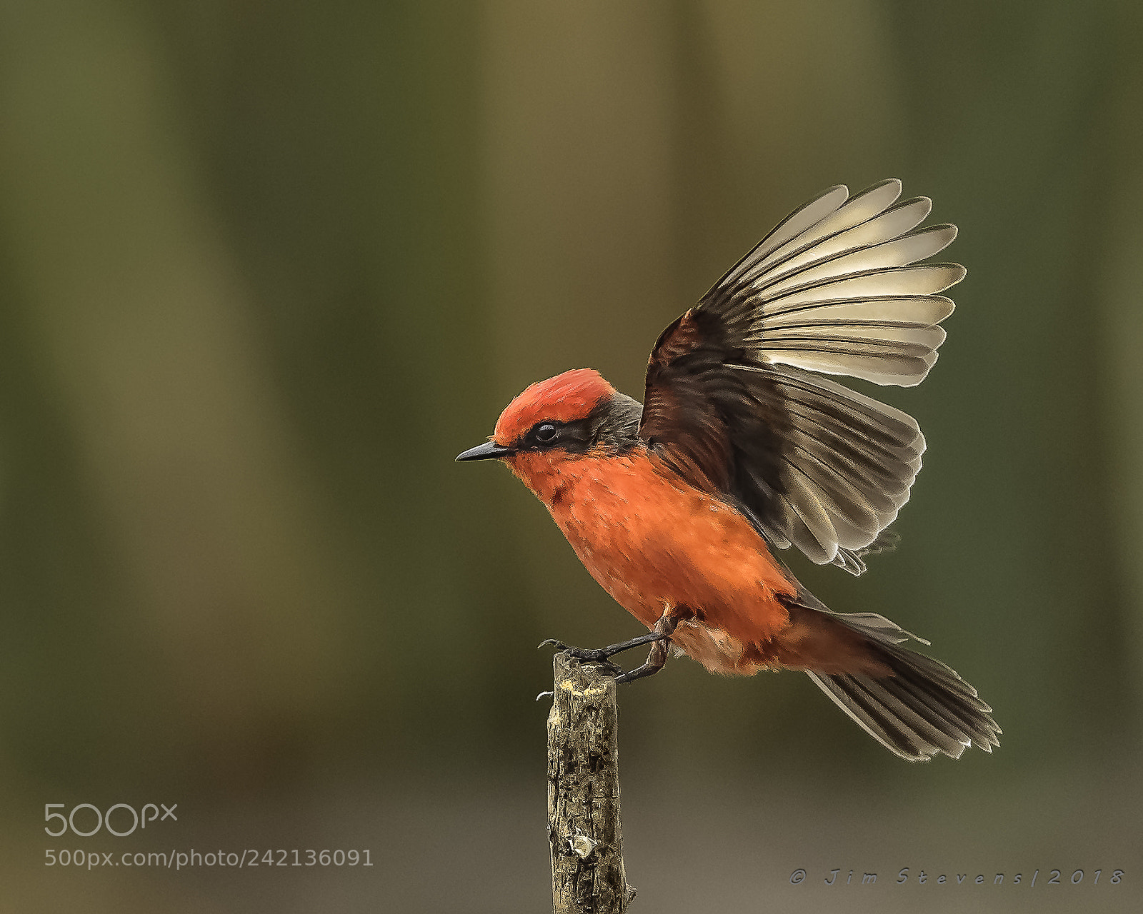 Canon EOS-1D X sample photo. Vermillion flycatcher landing photography
